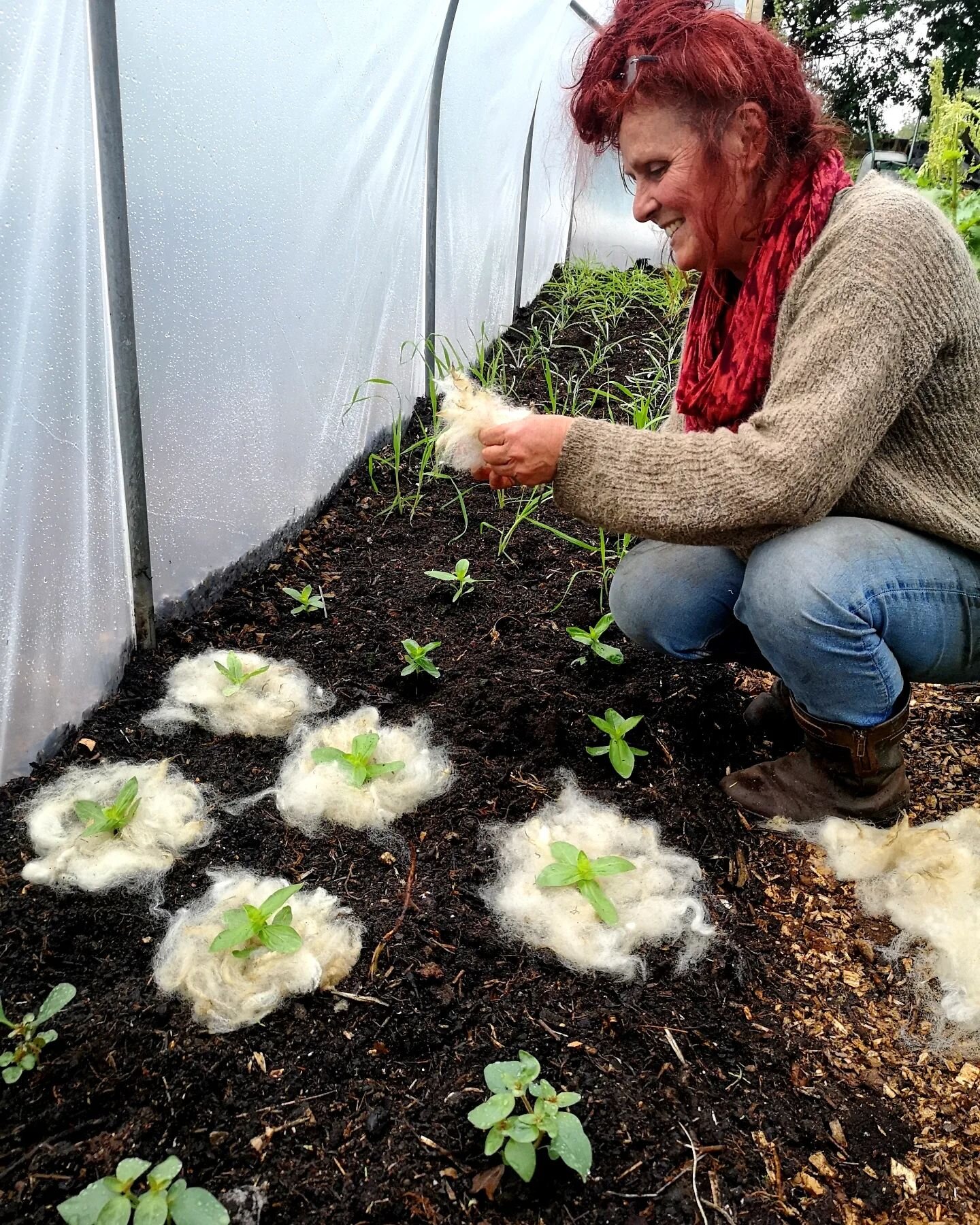 Experimenting with some fleece slug protection!

Our small tunnel is up and beds made with our homemade compost which is gurt lush and full of critters. Sadly this also includes a few slugs!

So we are experimenting this year is with some sheep fleec
