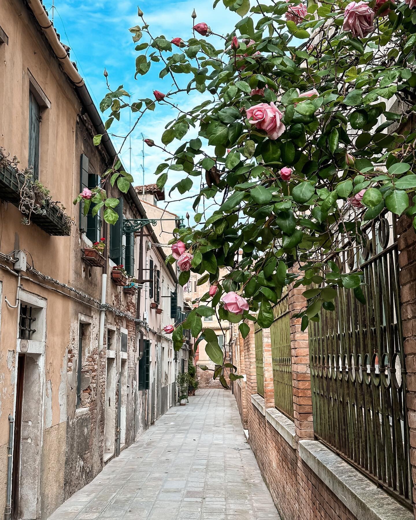 Tu Maggio doni una carezza a Venezia 🌹

#goodmorning #buongiorno #howvenicefeels #venezia #venice #veneziagram #rose #flowers #flowerpower #coltivobellezza