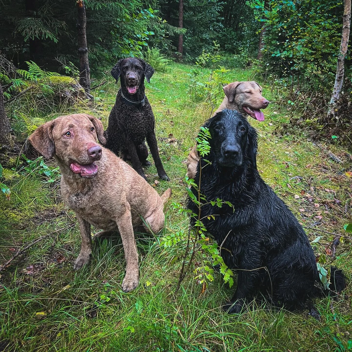Retrievergalskap! G&oslash;y og v&aring;t trening i dag 😊 Takk Maud!  #chesapeakebayretriever #curlycoatedretriever #gundigsofinsragram #retrievertrening #flatcoatretriever