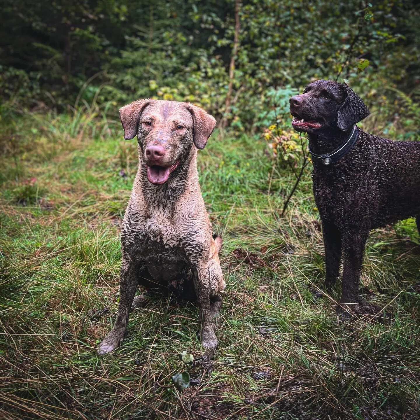 N&aring;r du blir s&aring; glad av &aring; trene at du bare m&aring; grave i gj&oslash;re for &aring; matche den leverbrune curlien 😅 Fine (og veldig flinke) Pink. #chesapeakebayretriever #curlycoatedretriever #gundigsofinsragram #retrievertrening