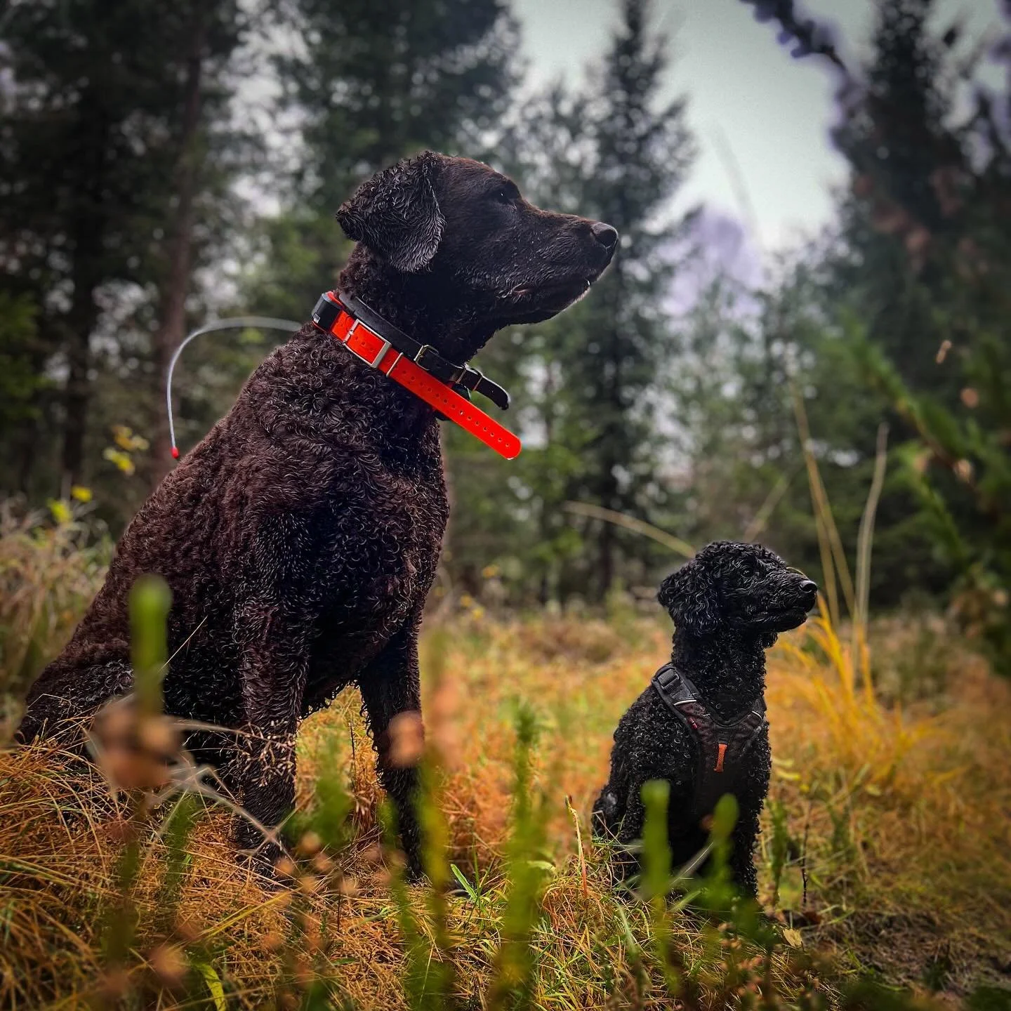 En stor og en liten #hund #hundeliebe #liveterbestmedhund #curlycoatedretriever #puddel #poodle