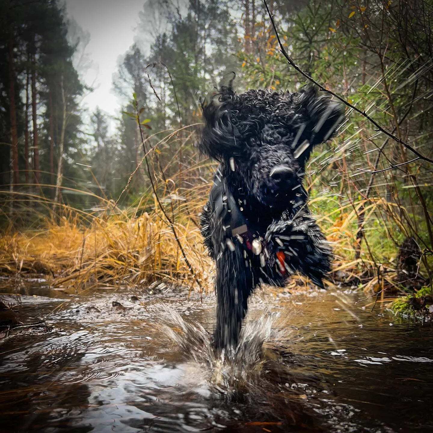 The coolest moyen I know 😊 #moyenpoodle #outdoors #mellompuddel #liveterbestmedhund