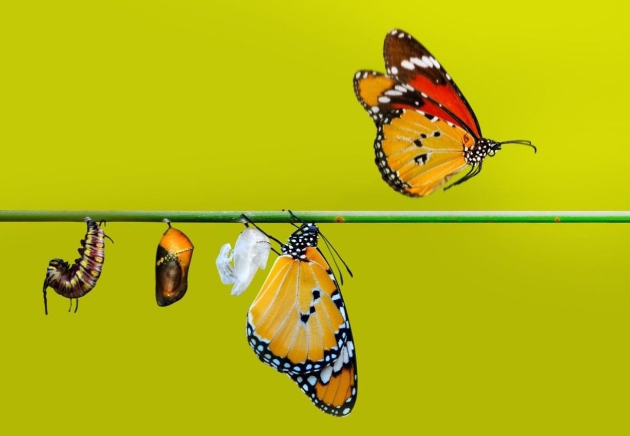 Transactional vs Transformational Change — Joyful Inclusion | Dr. Amy ...