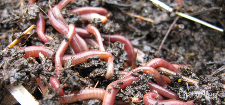 worms-in-compost-2x.jpeg