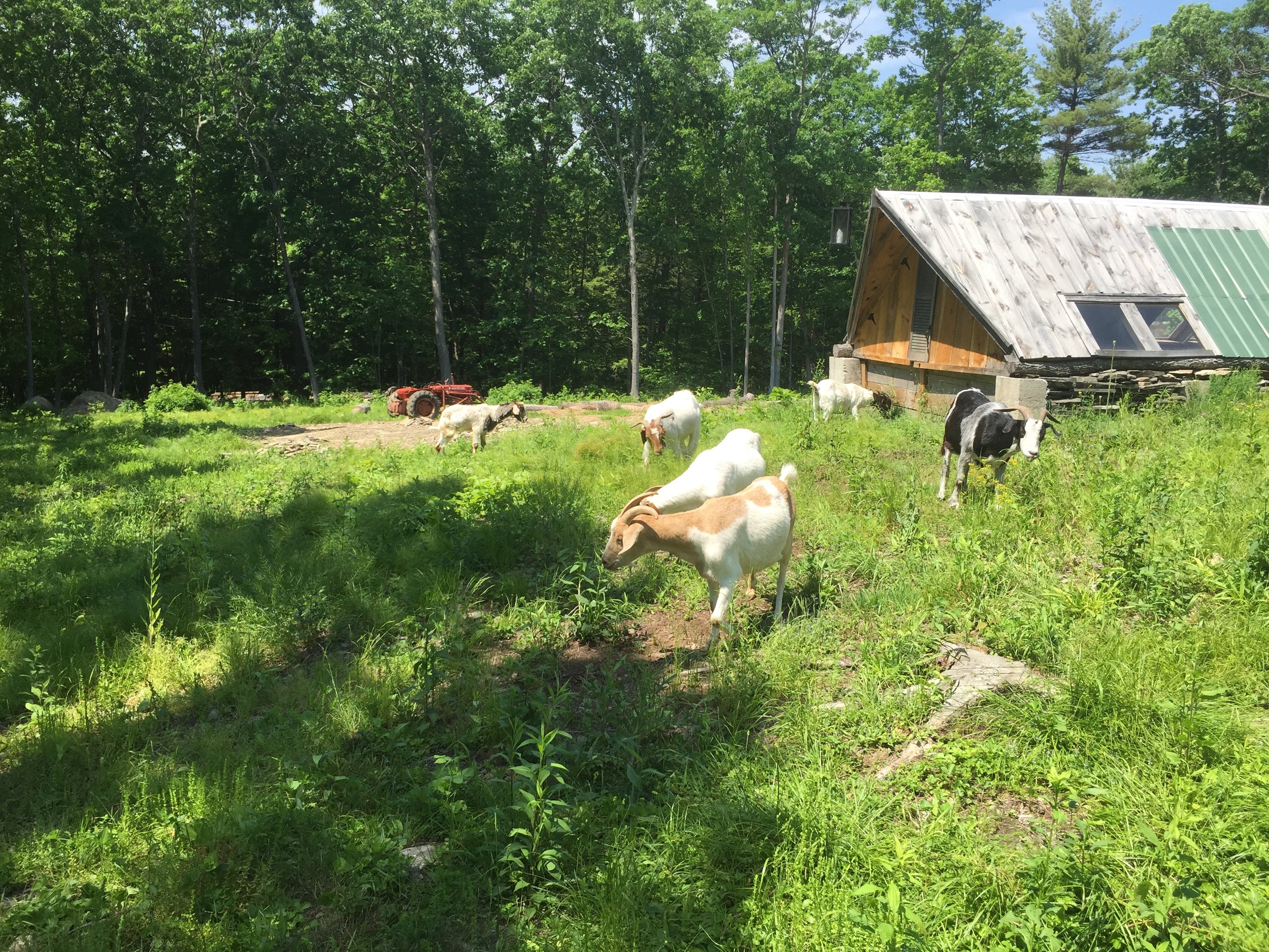   Goats foraging in the woods eliminate invasive weeds and open the tree canopy  