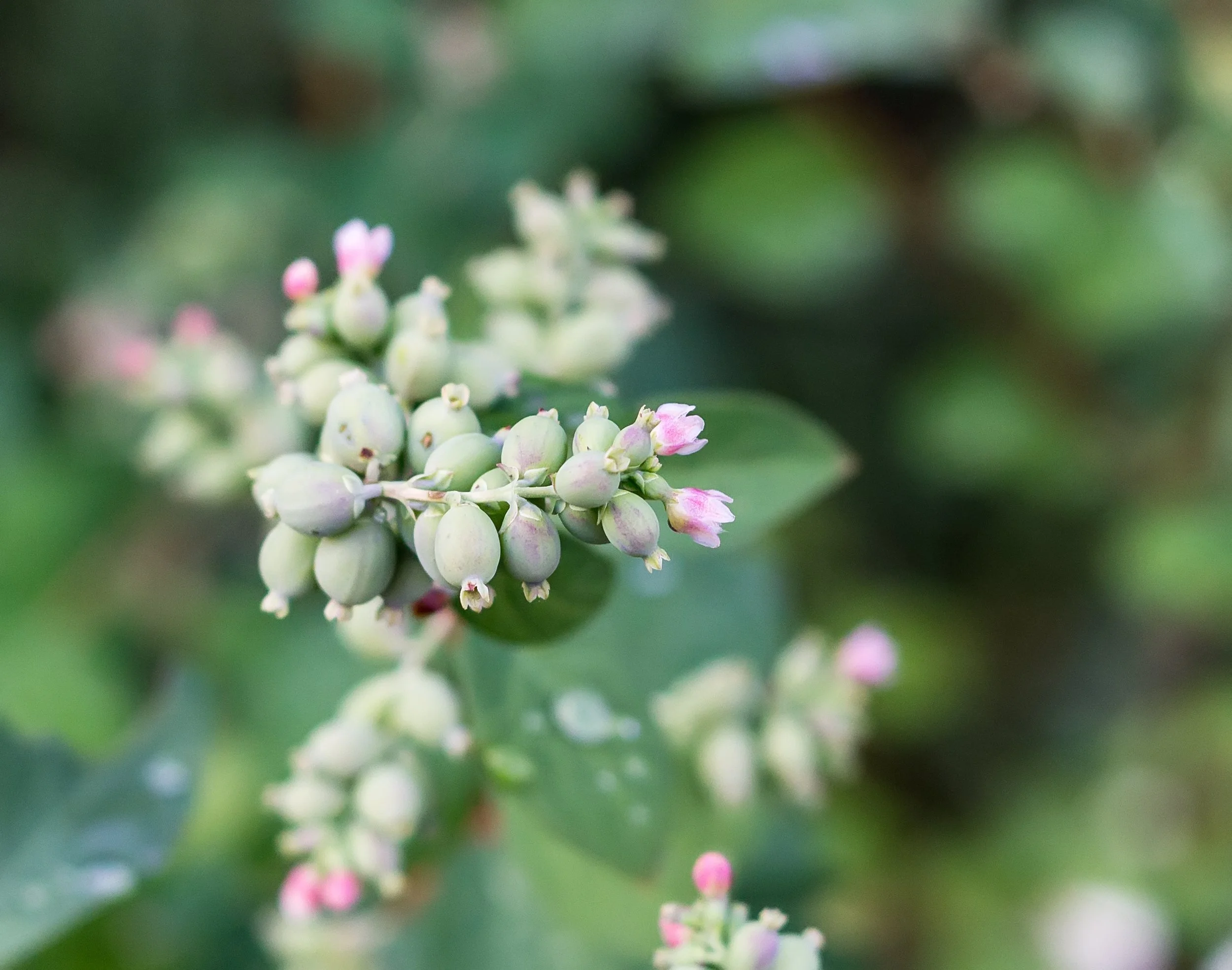 Jobs — Ponderay Garden Center