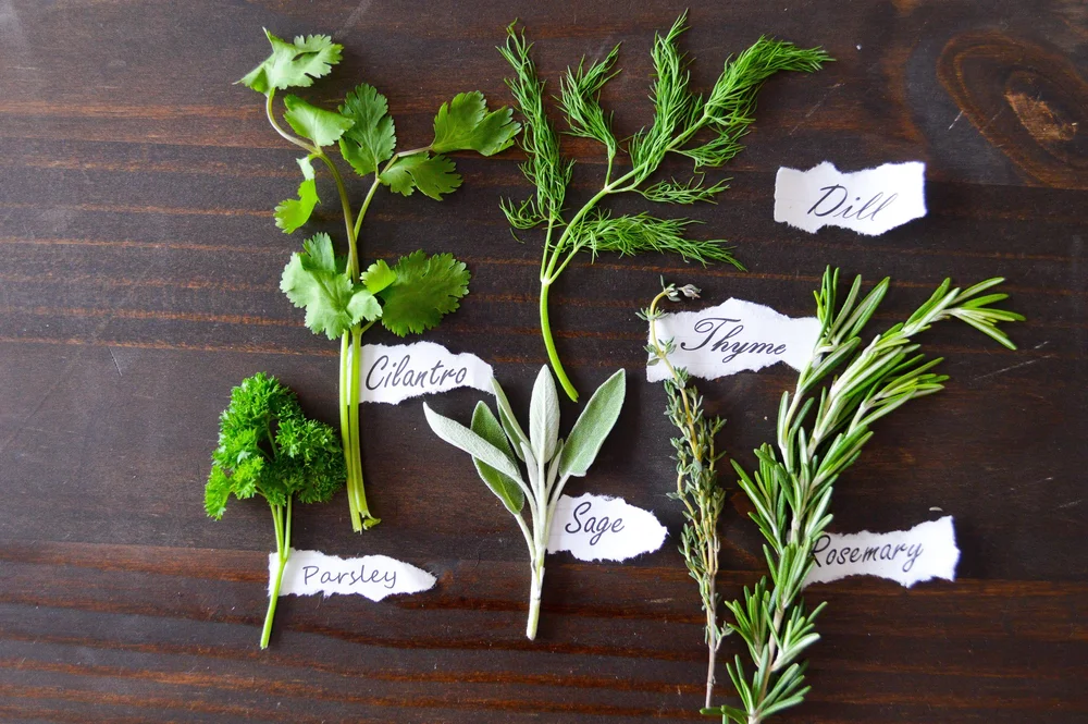 5 Easy Herbs to Grow At Home — VegHead Chef