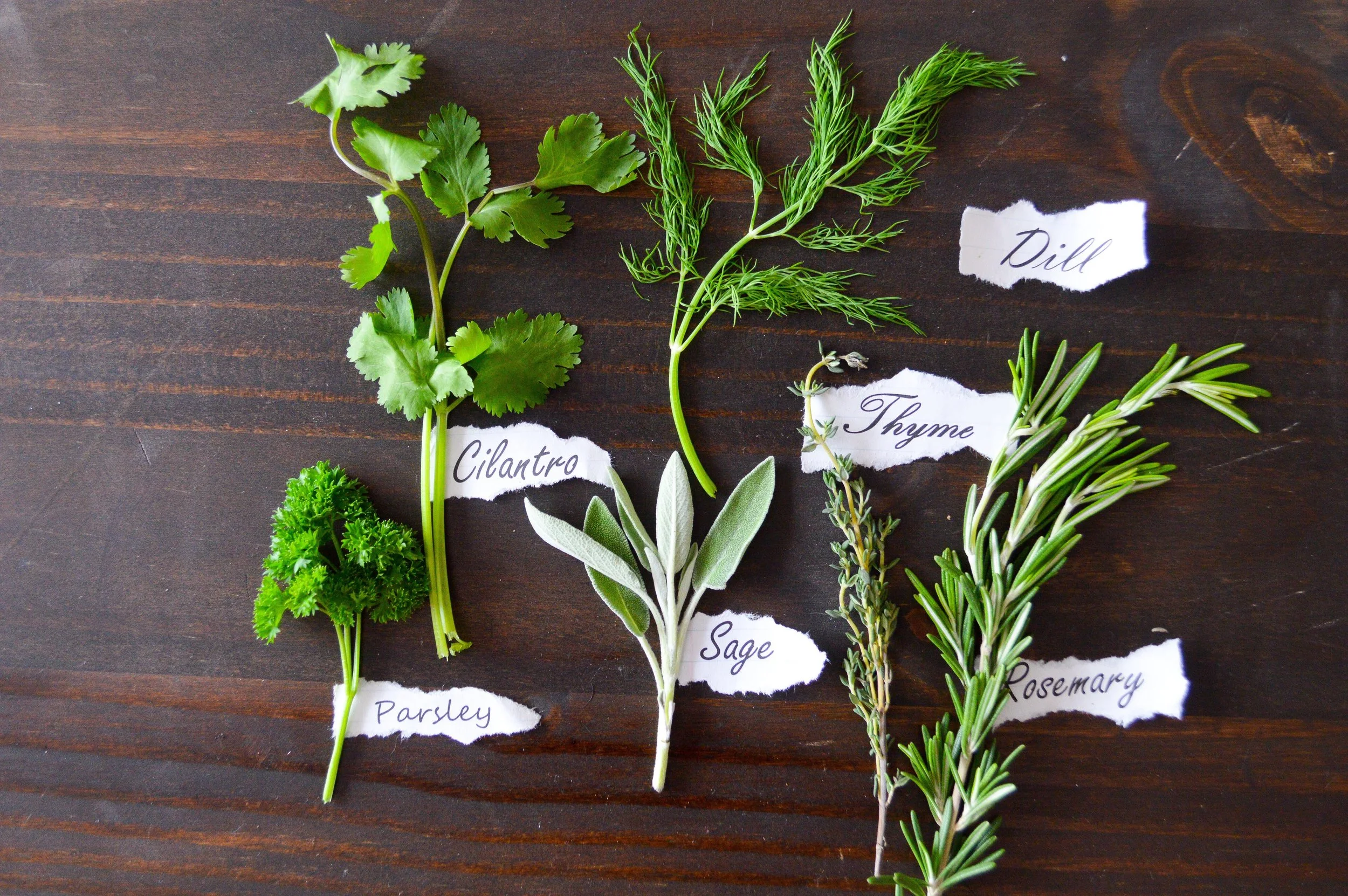 5 Easy Herbs to Grow At Home — VegHead Chef