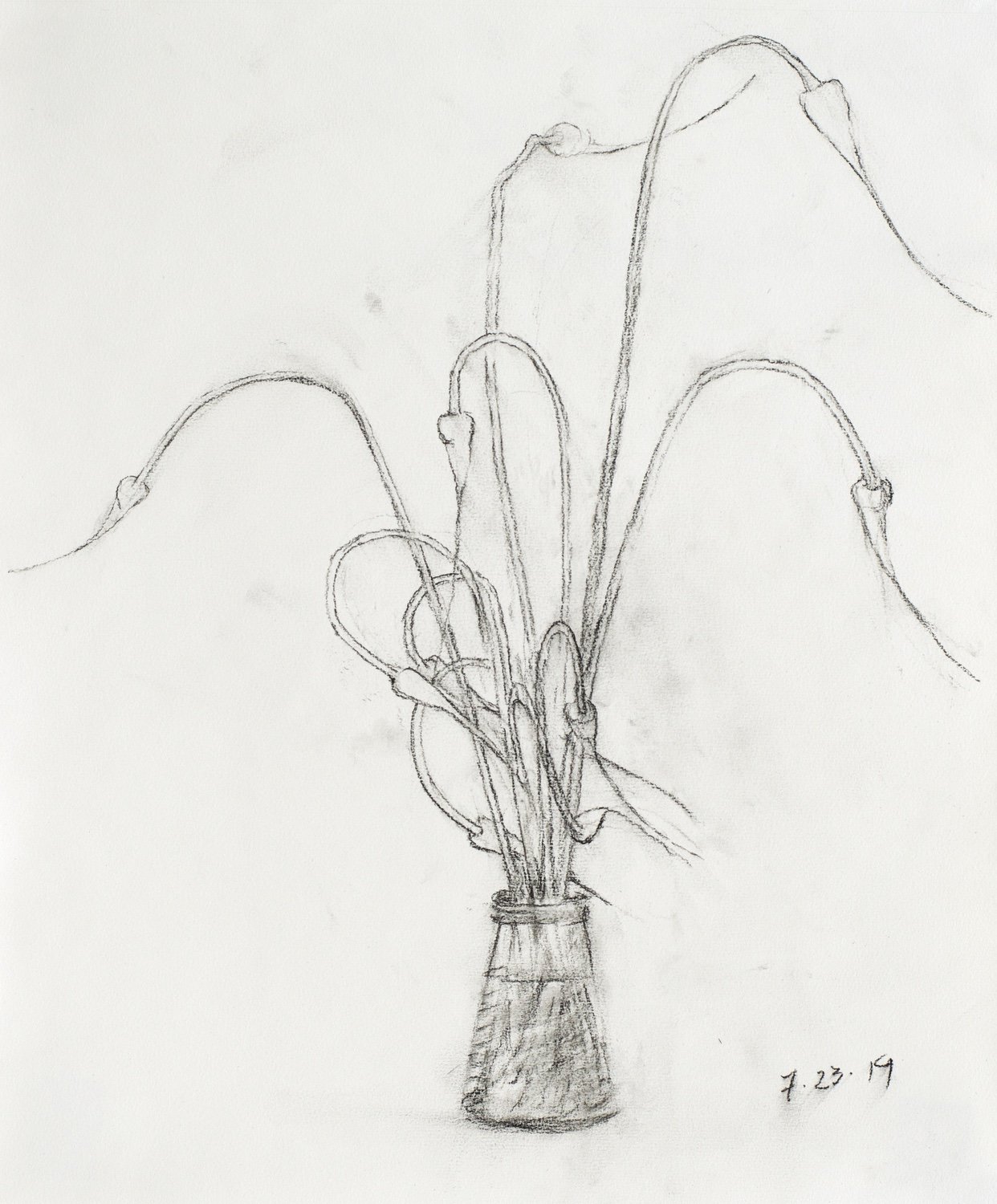 Garlic Scapes 7.23.19, Vine Charcoal on Strathmore Drawing Paper, 17 x 14 inches