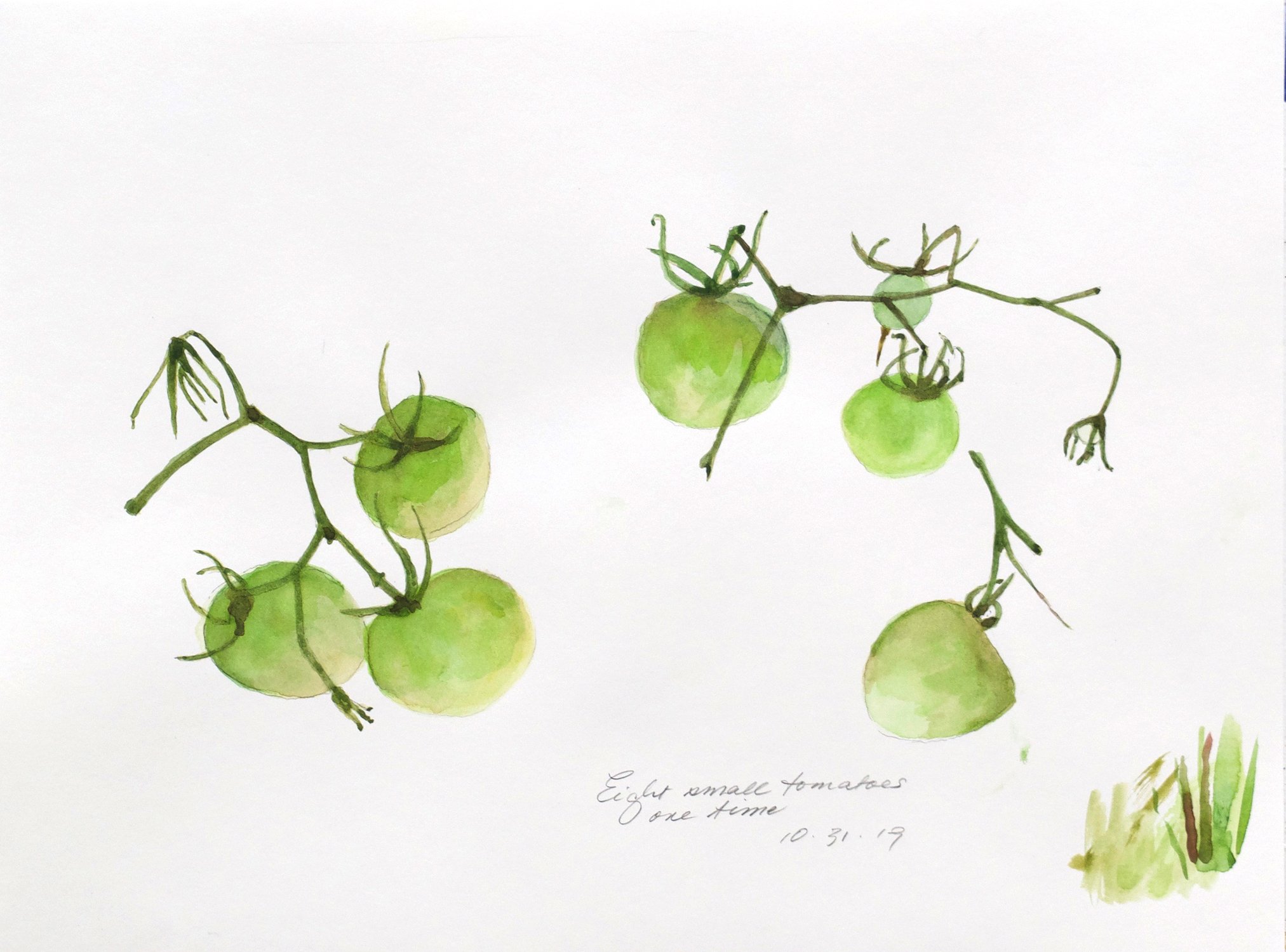 Eight Small Tomatoes, Watercolor on Archival Paper, 12 x 16 inches