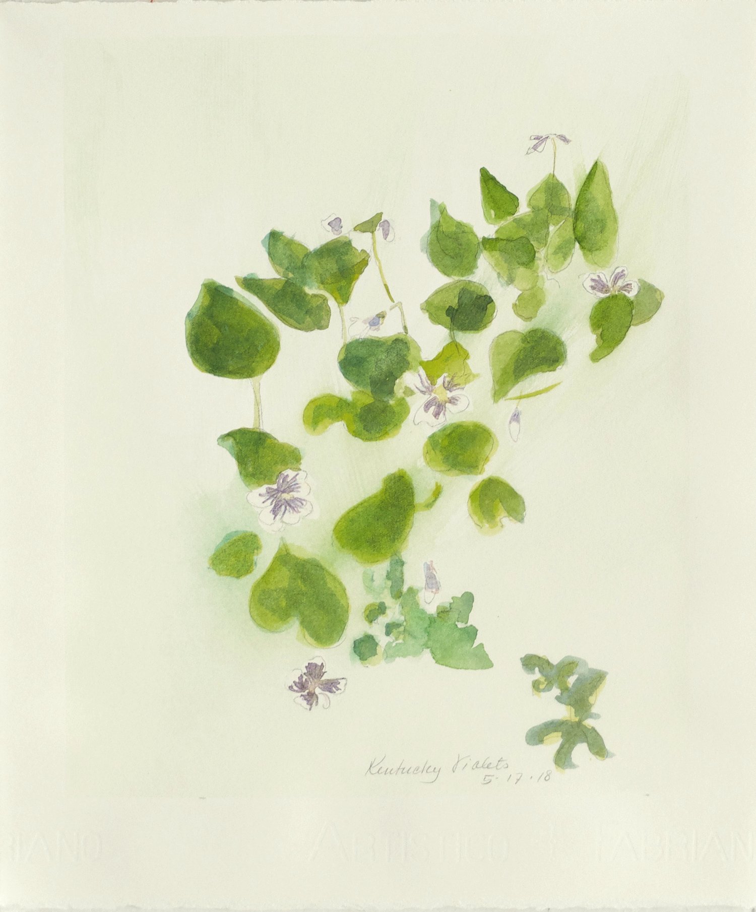 Kentucky Violets, Watercolor on Archival Paper, 13 x 11 inches. Private Collection.