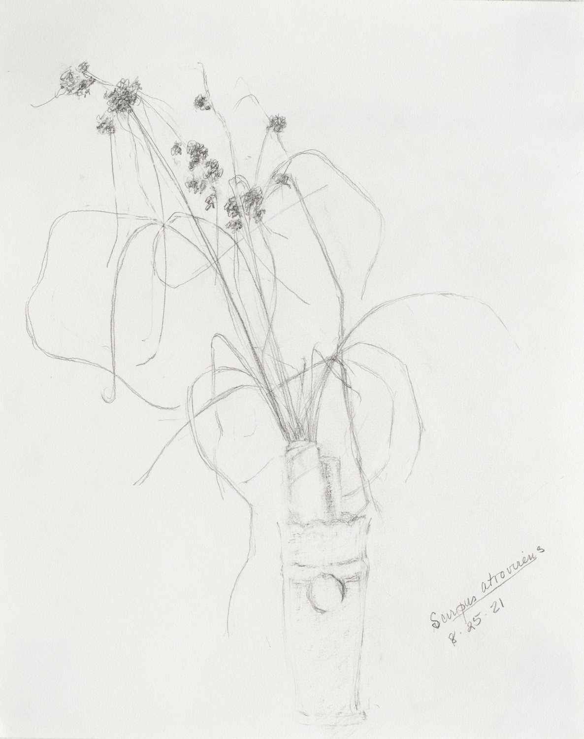 Scirpus atrevirens 8.25.21, Graphite on Strathmore Drawing Paper, 14 x 11 inches