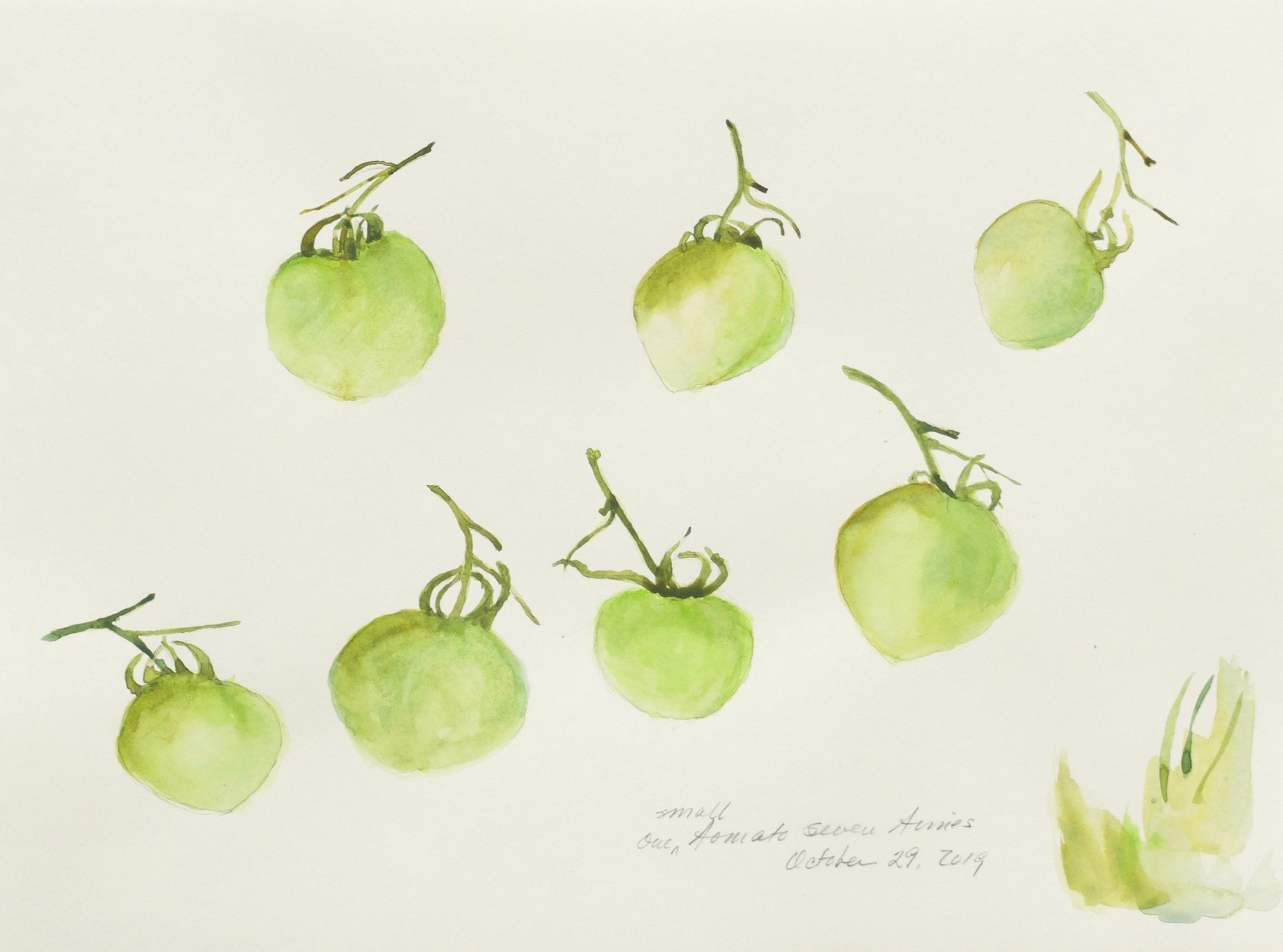 One Small Tomato Seven Times, Watercolor on Archival Paper, 12 x 16 inches