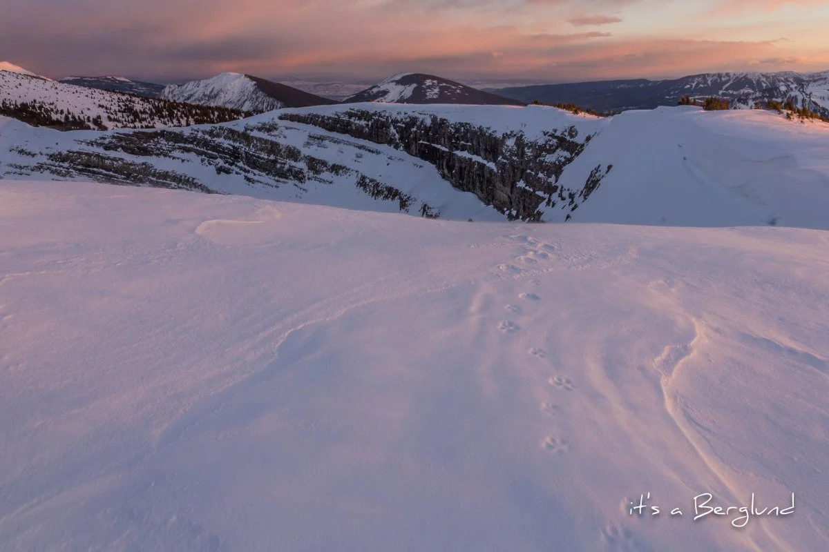 Fox Tracks.jpg