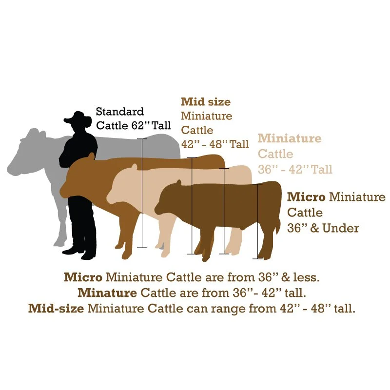 Miniature Scottish Highlands — Whites Miniature Cattle