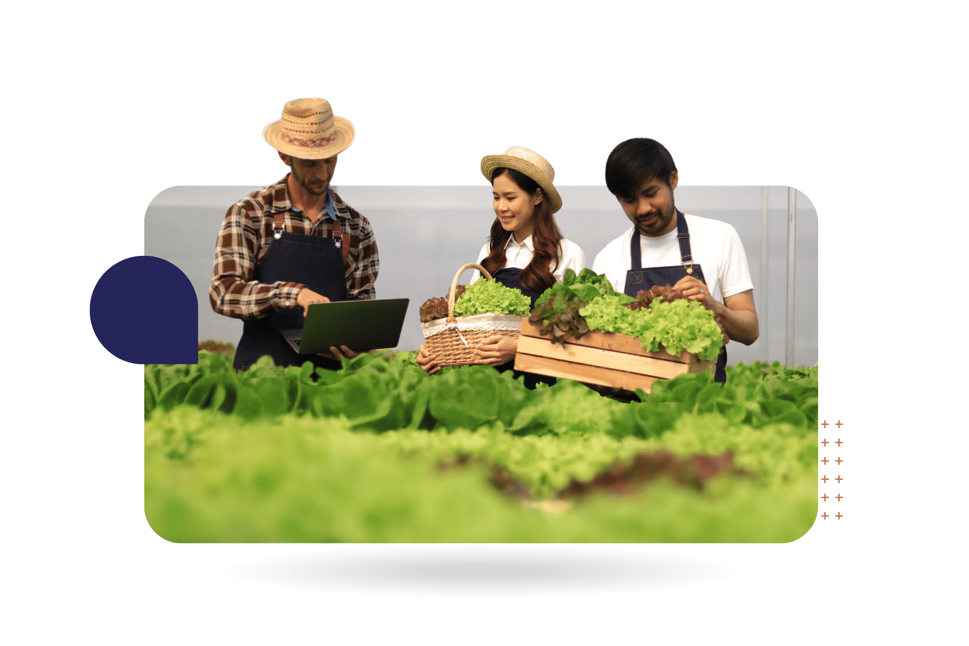 Farmers picking lettuce at a greenhouse representing CultureAlly Pronouns Training.