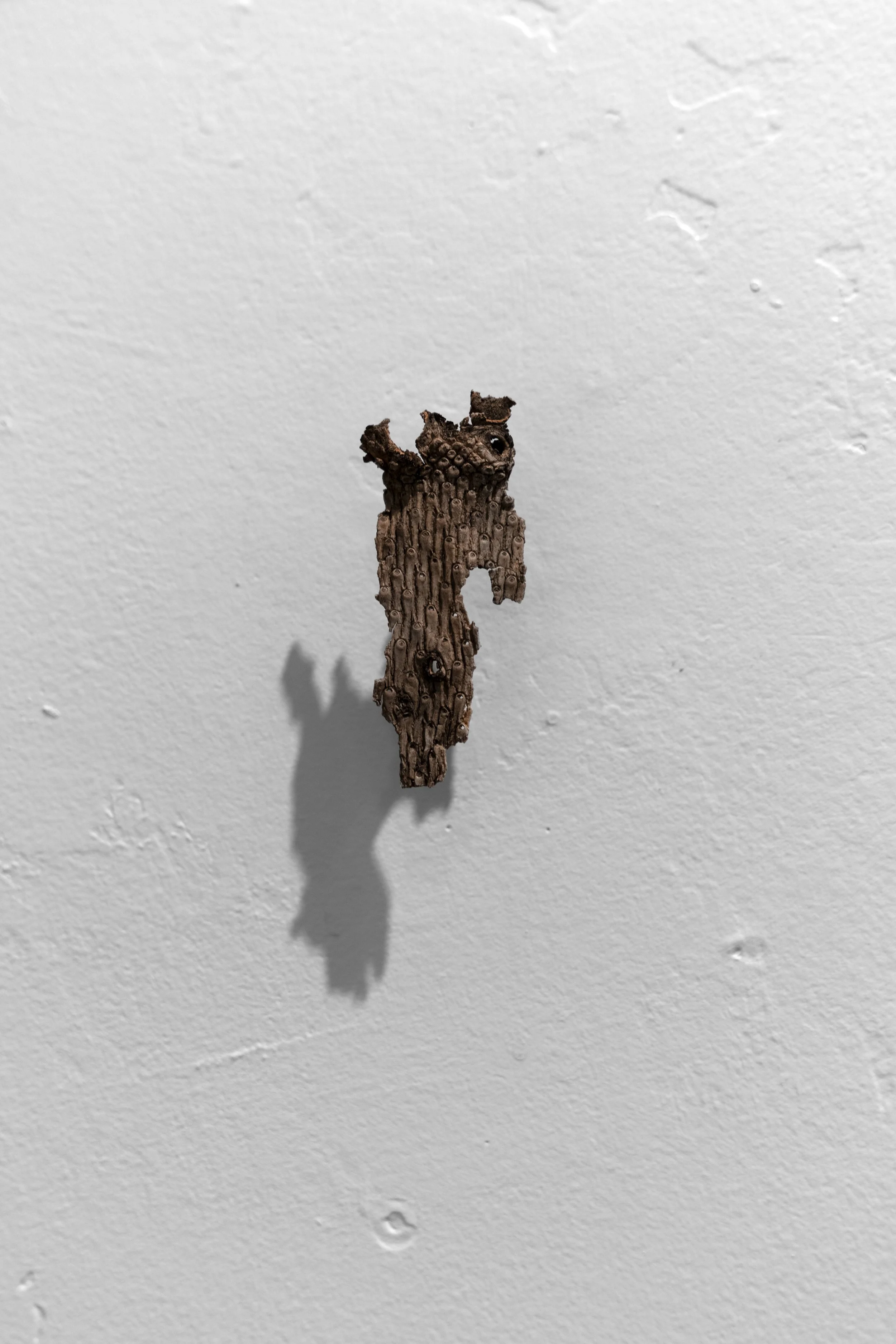 Fir Tree Bark
fir tree bark  
1” x .25” x 3”