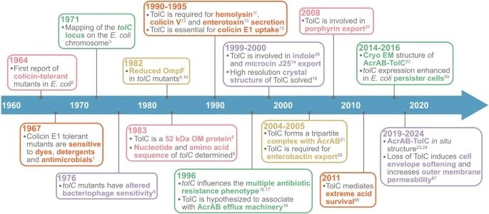 A historical perspective on the multifunctional outer membrane channel protein TolC in Escherichia coli