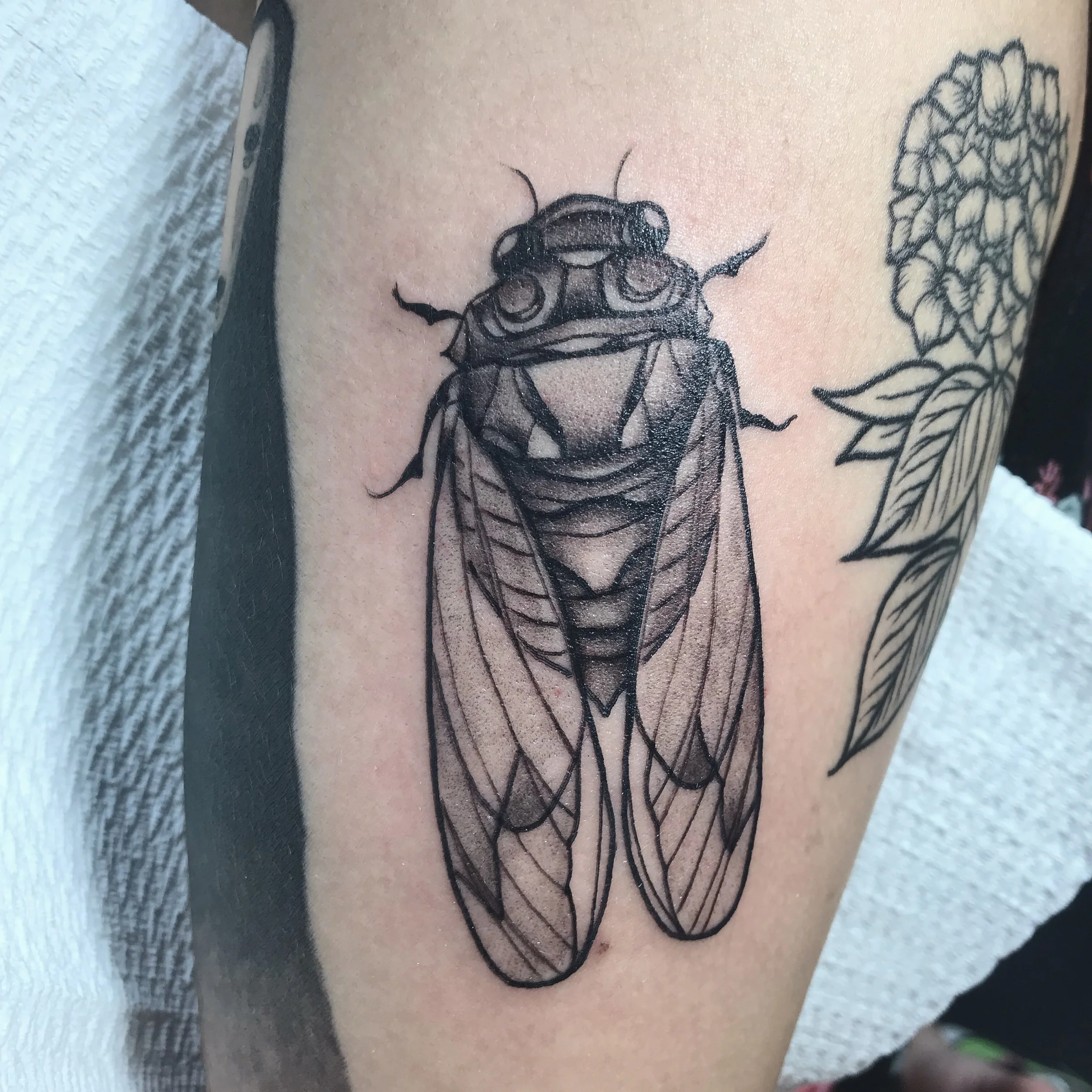 cicada - bg.JPG