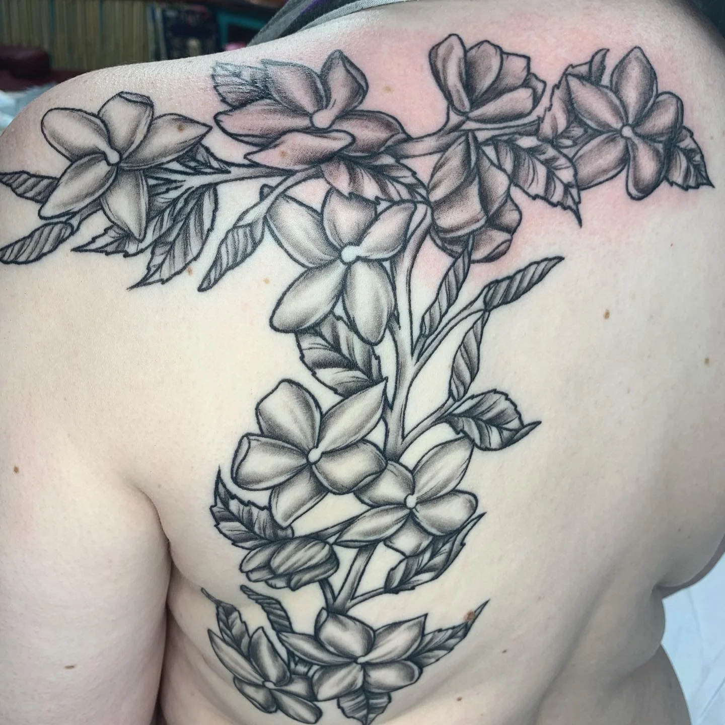 jasmine flowers - bg.JPG