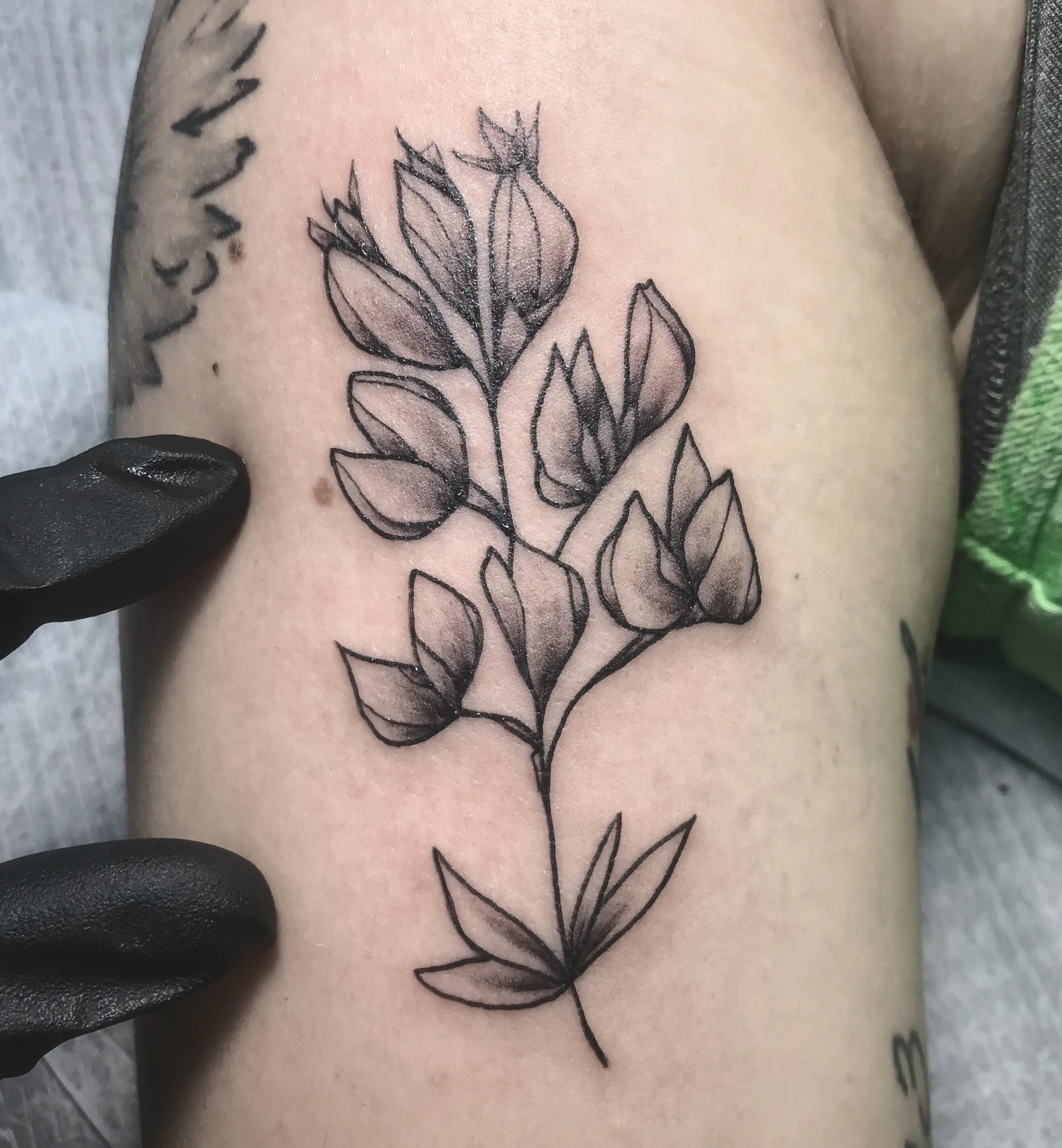 bluebonnets - bg.JPG