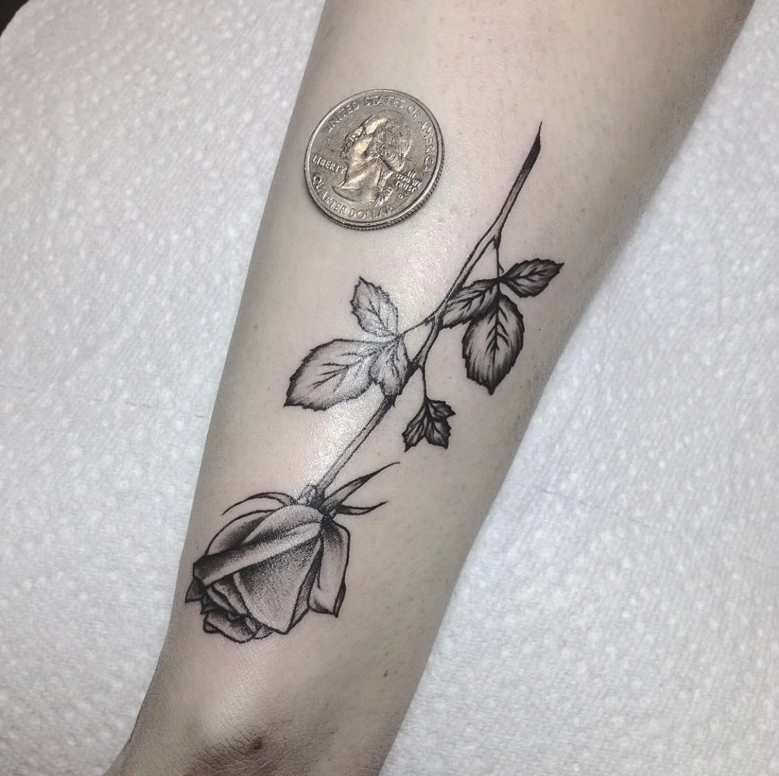 mini rose 2 - bg.jpg