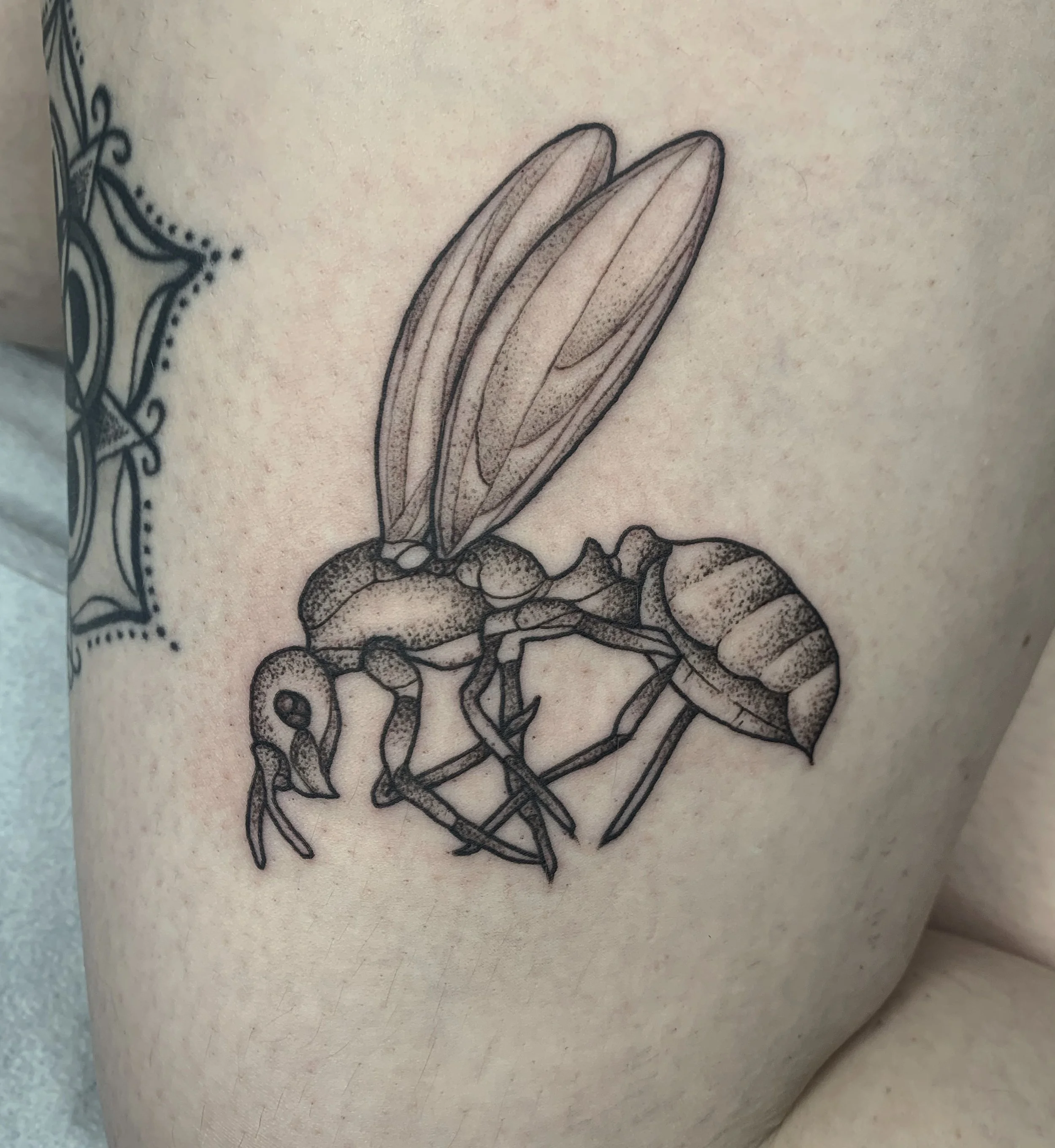 fire ant queen - bg.jpg