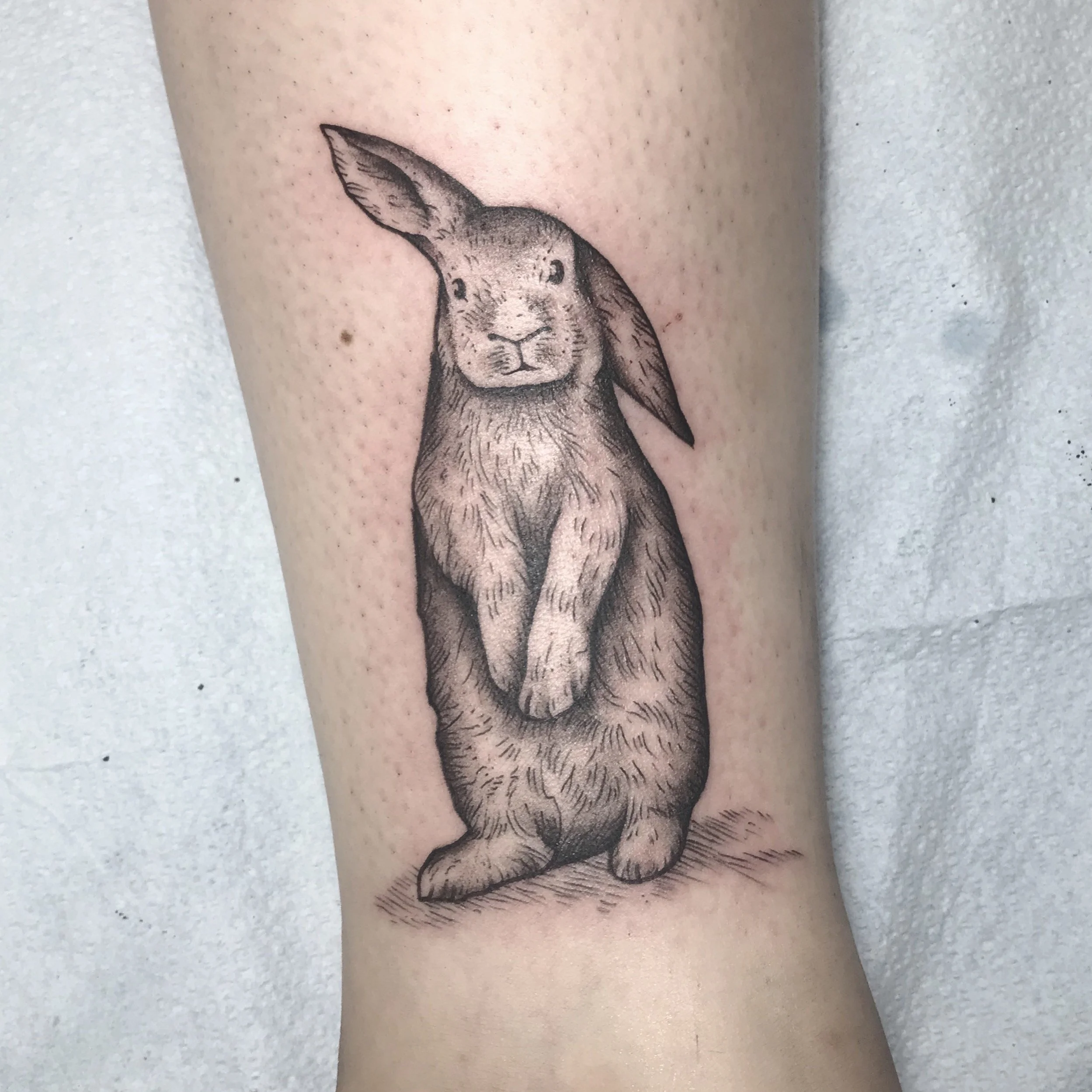 josefhines rabbit - bg.JPG