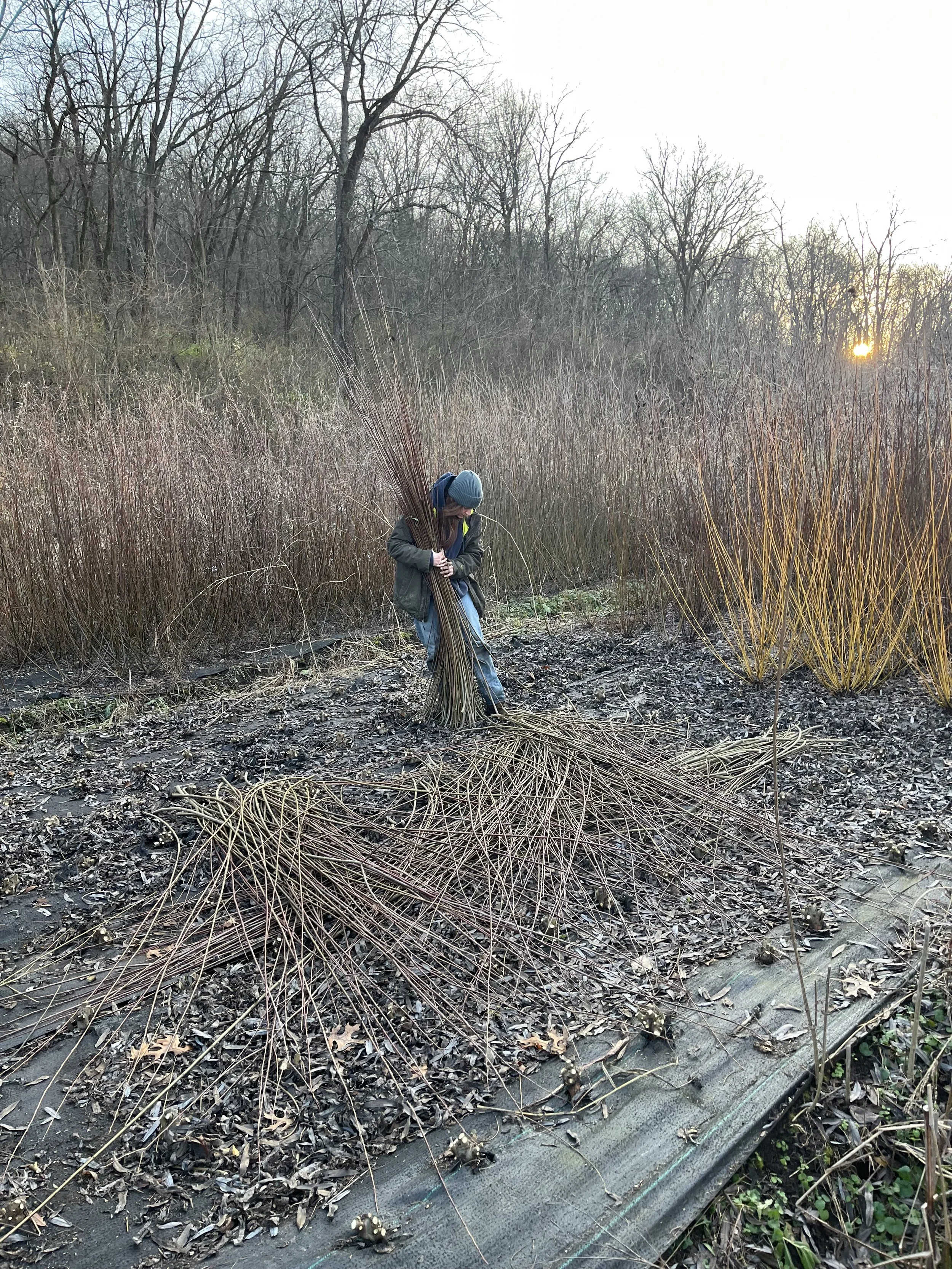 Willow Farming Class