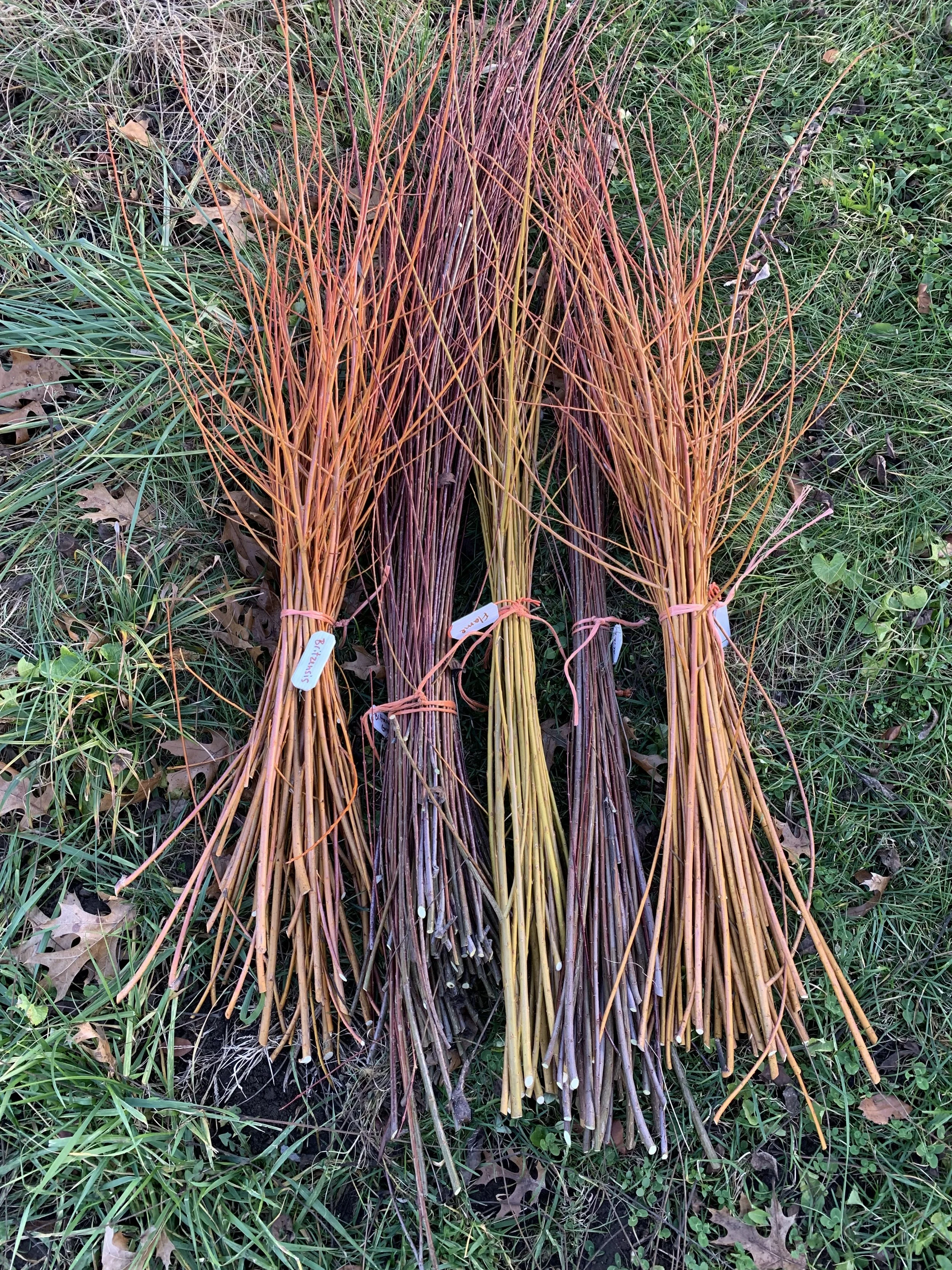 New Year, New Willow-portunities