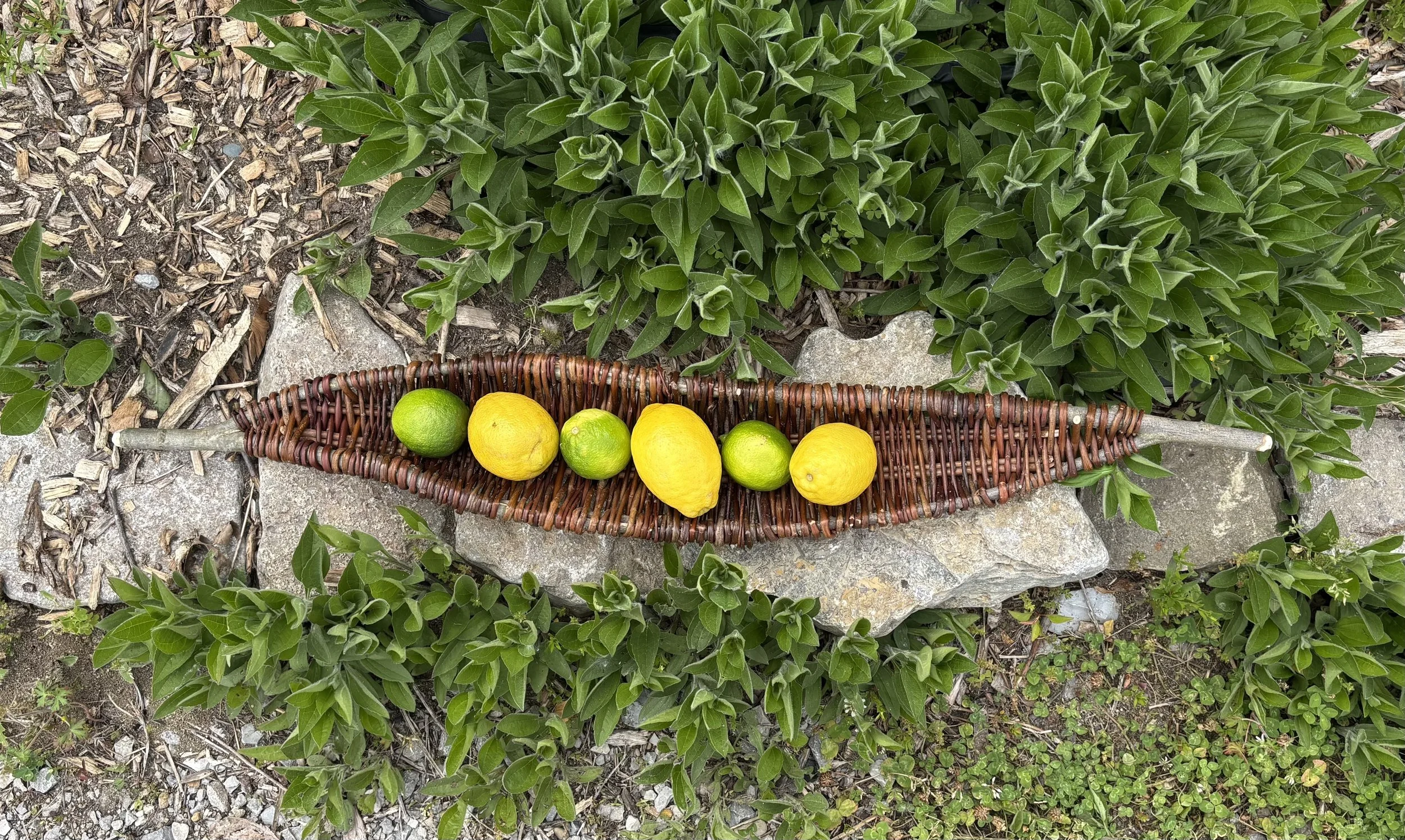 Organic Fruit Basket