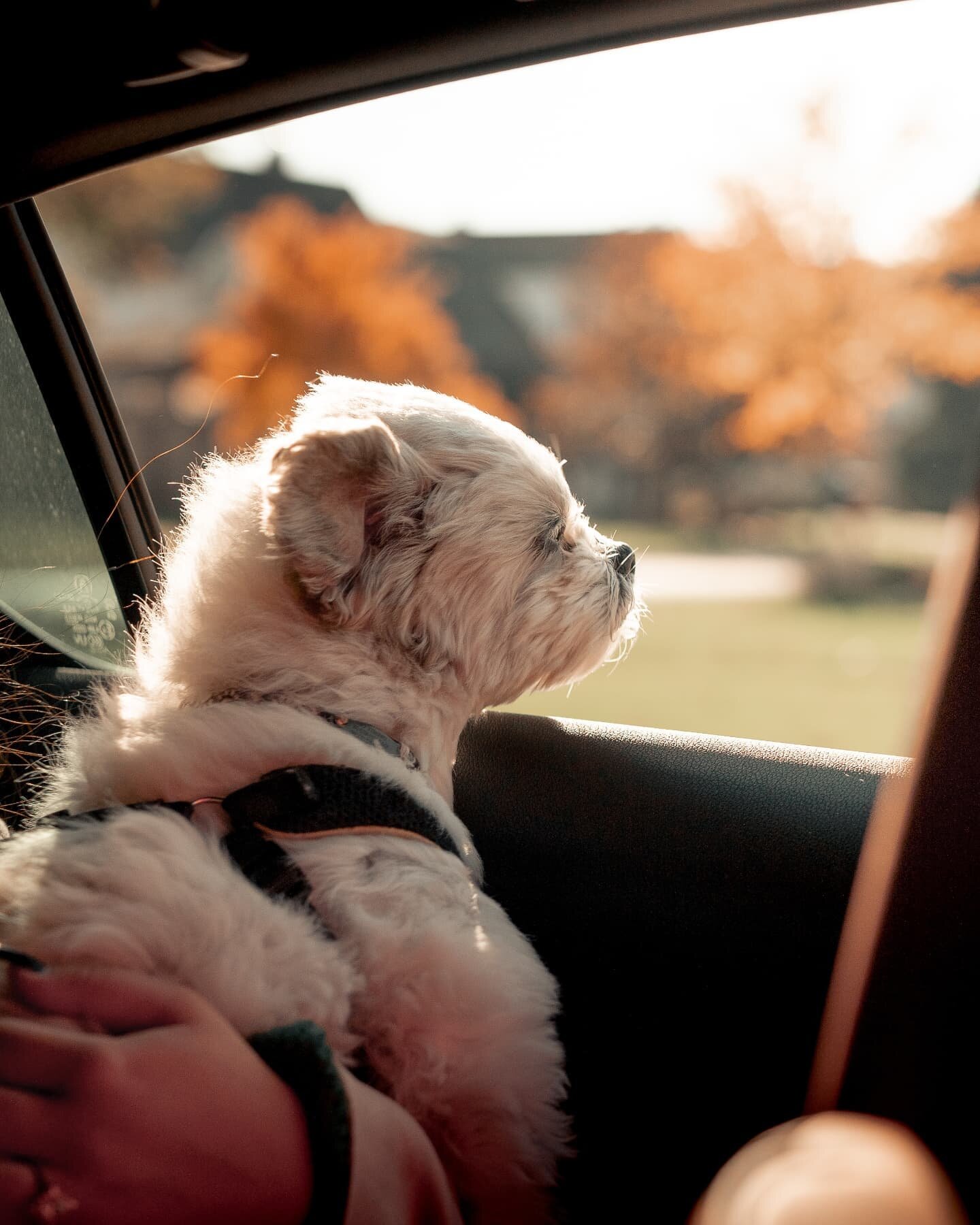 Pics of our baby @sarah.dizonsowinski 

#petphotography #dogportrait #lifestylephotography #photography #sonya7iii #tamron2875 #hamiltonphotographer #oakvillephotographer #burlingtonphotographer #toronto #carrideswithdogs #furbaby