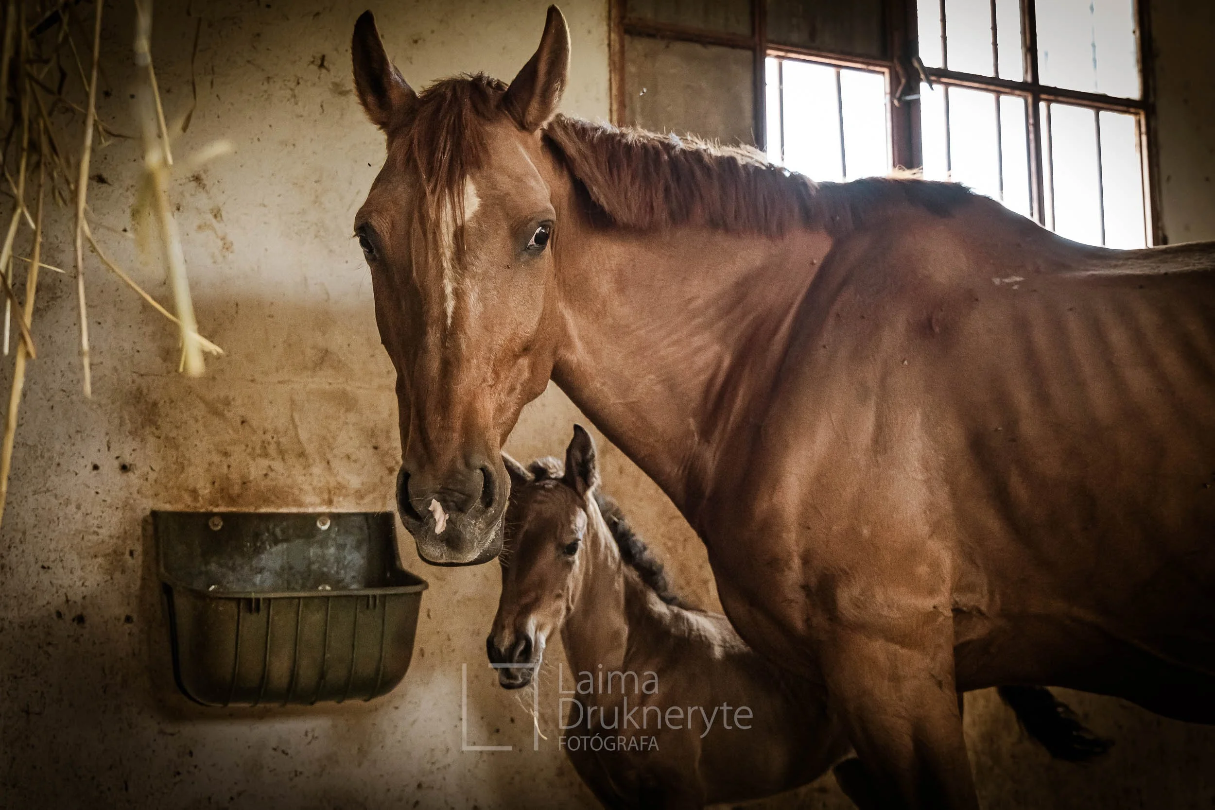 laimafoto.lt-260425. 00115.jpg