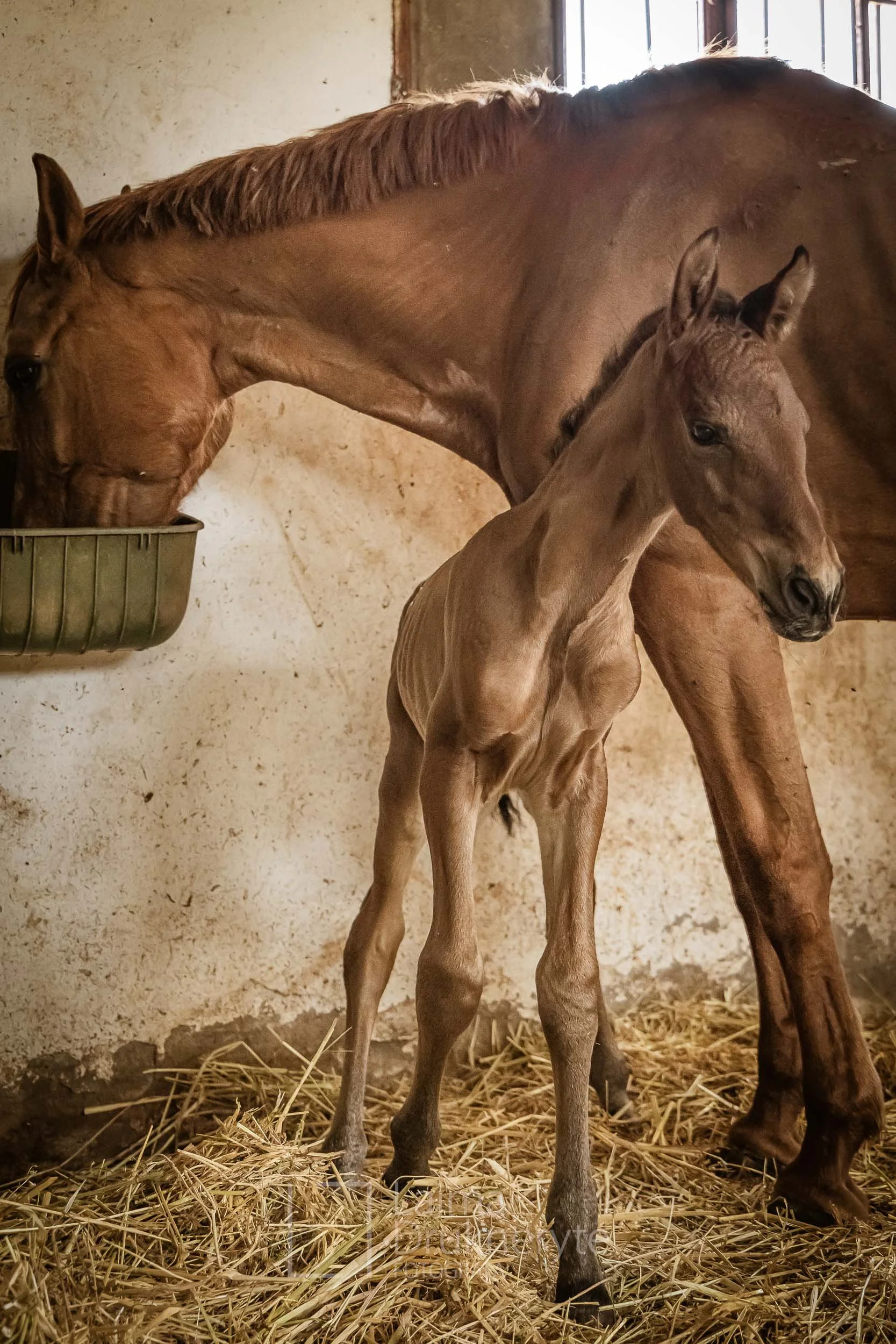 laimafoto.lt-260425. 00120.jpg