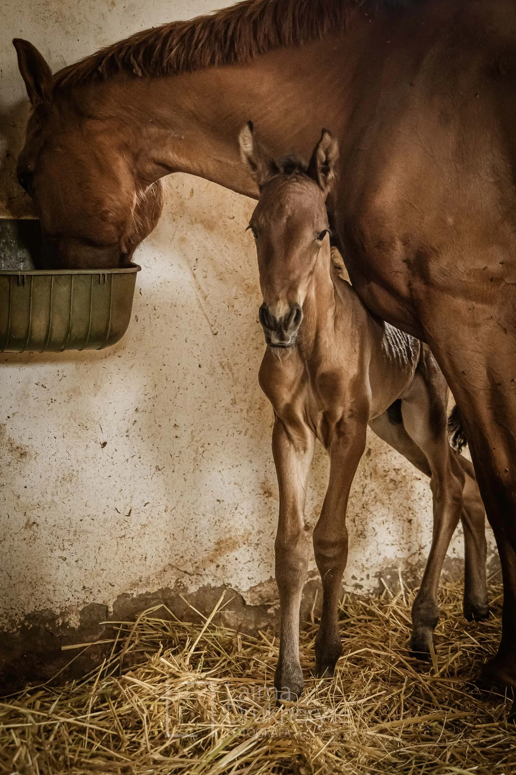 laimafoto.lt-260425. 00119.jpg