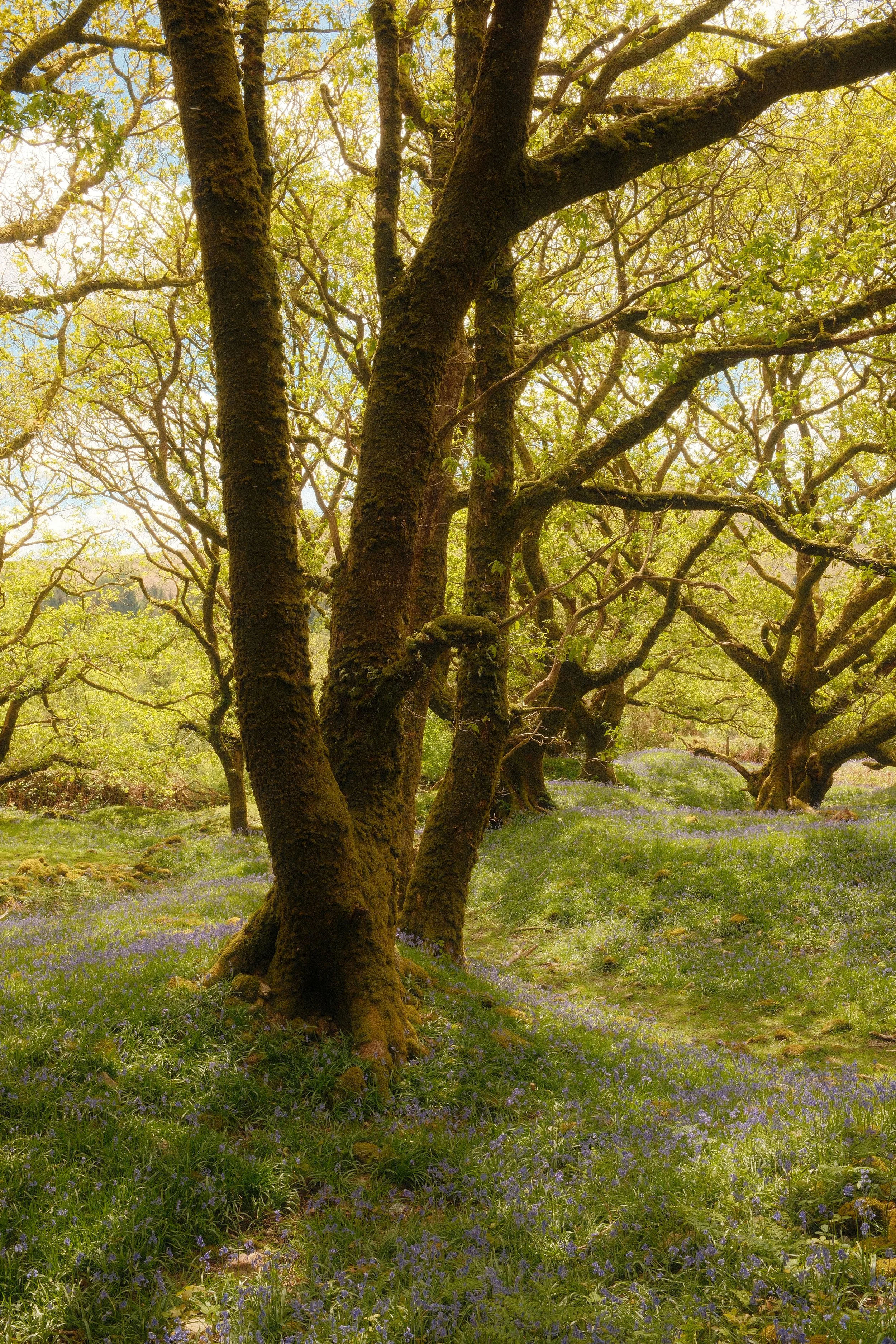 Wildlife & Nature Dartmoor