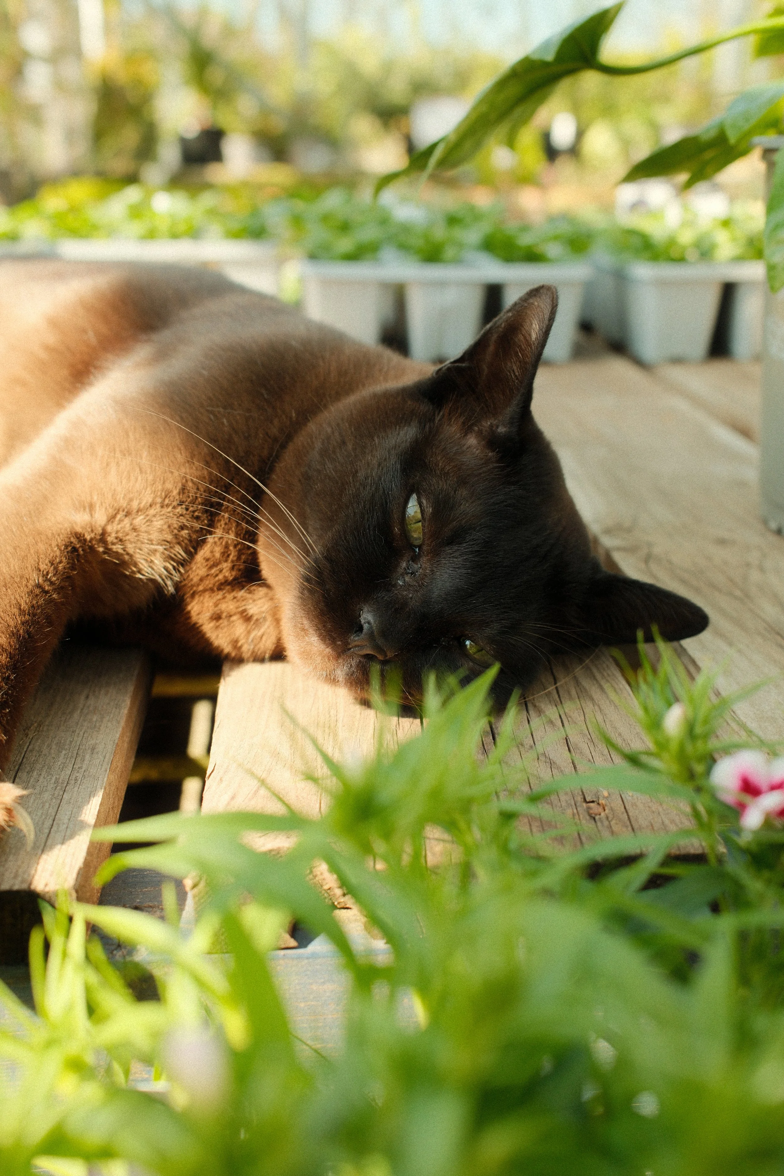 Cat Portrait
