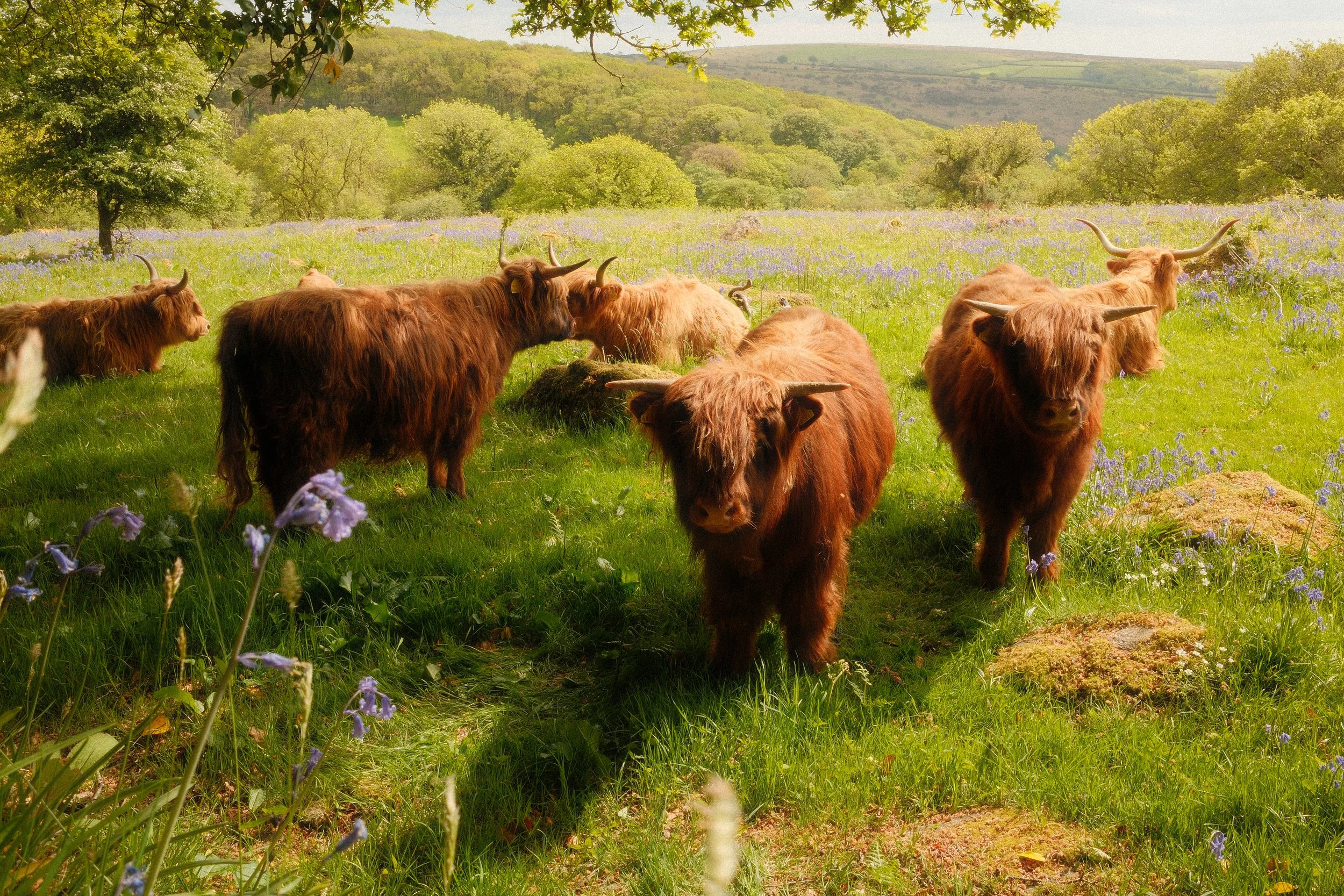 Tom Carver Media Dartmoor Photographer