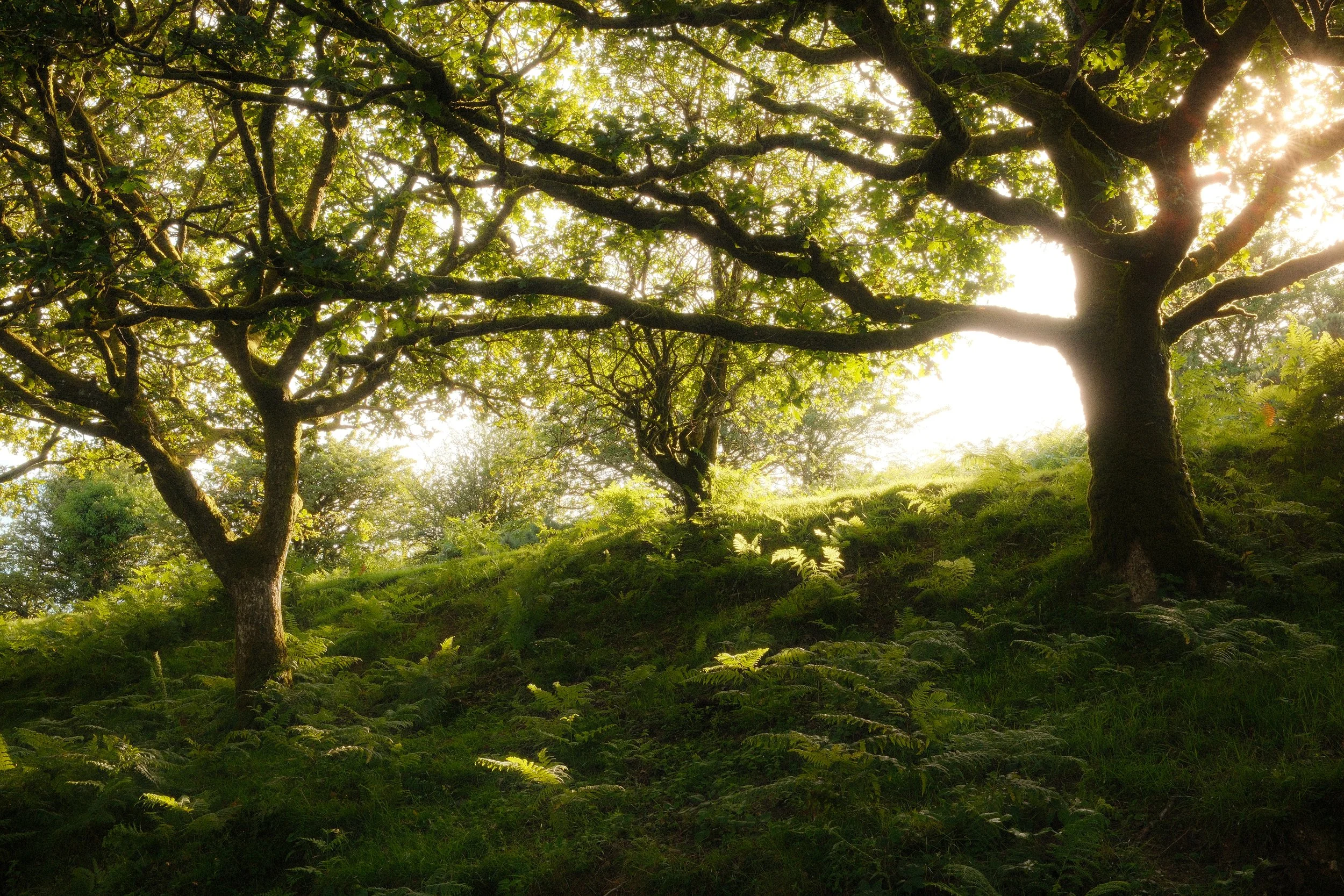 Tom Carver Media Dartmoor Photographer