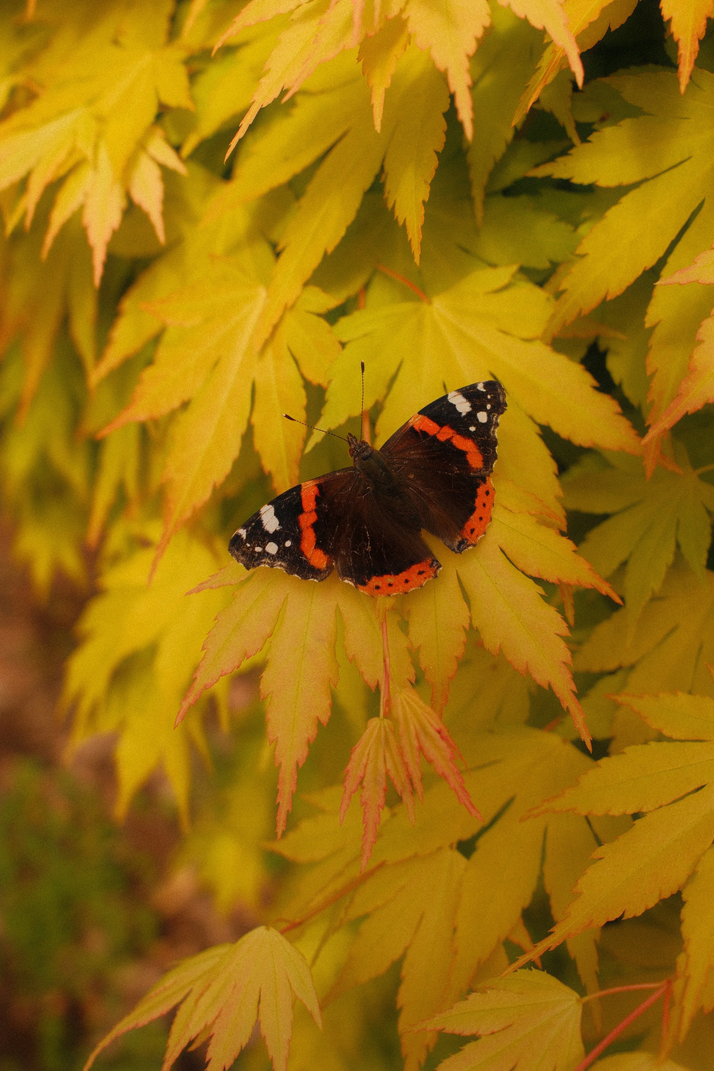 Wildlife & Nature