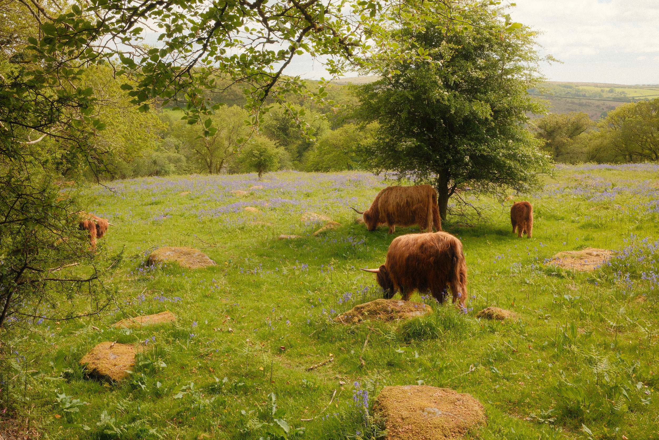 Wildlife & Nature Highland Cow Dartmoor