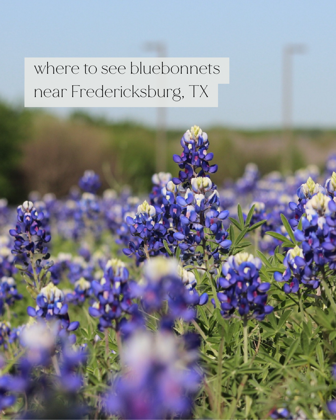 Where to See Bluebonnets &amp; Wildflowers in Fredericksburg: A Spring Guide from The Evers House