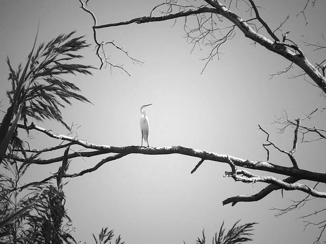 E66E88FE-4323-4AF7-A73A-6393C2DD5F30.jpg