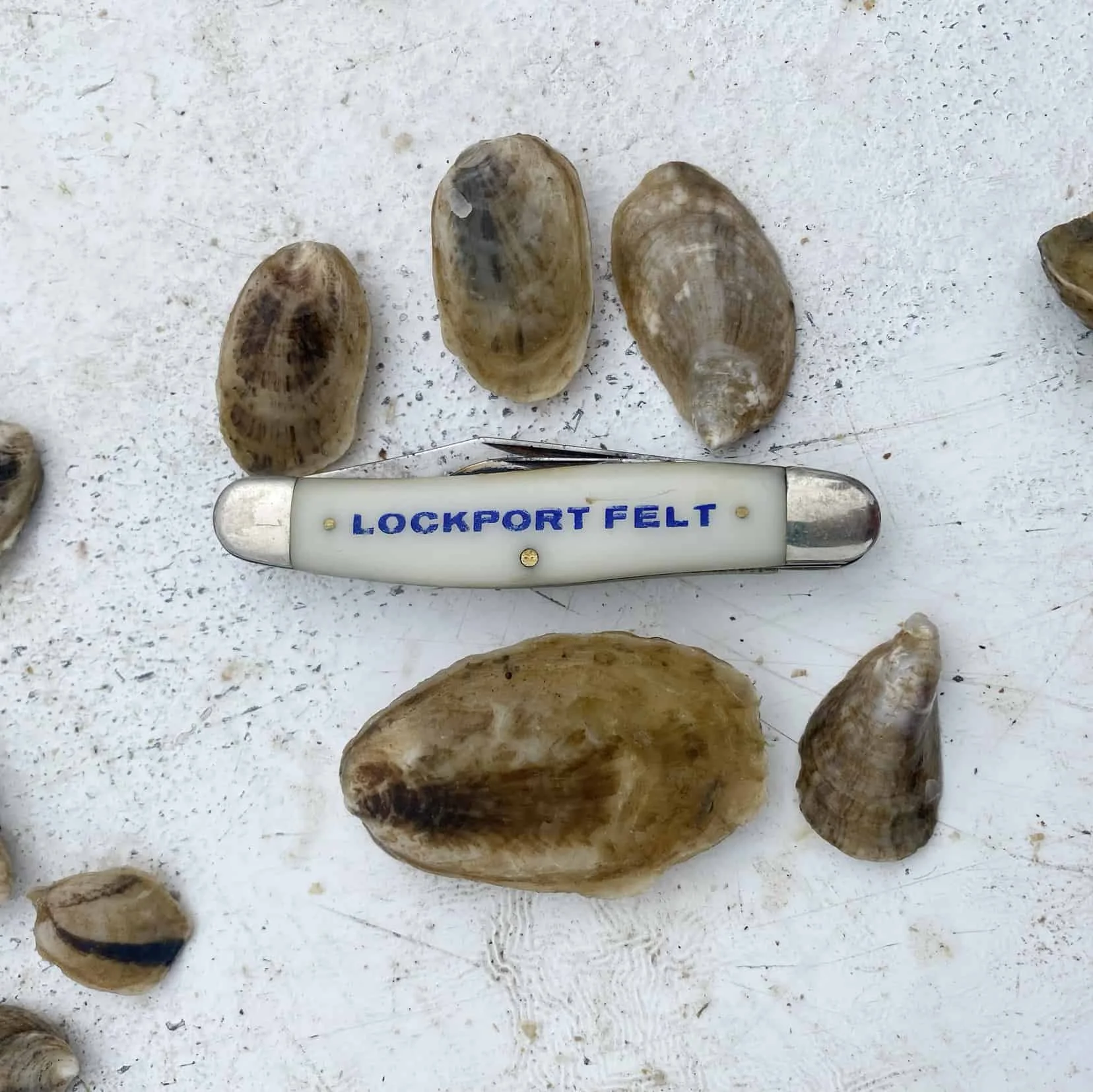 Oysters-in-Freeport-Maine.jpg