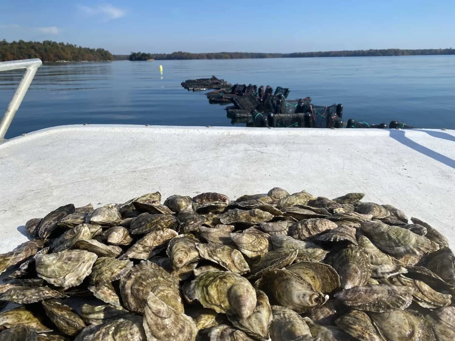 beso-del-mar-oysters-maine-4.JPG