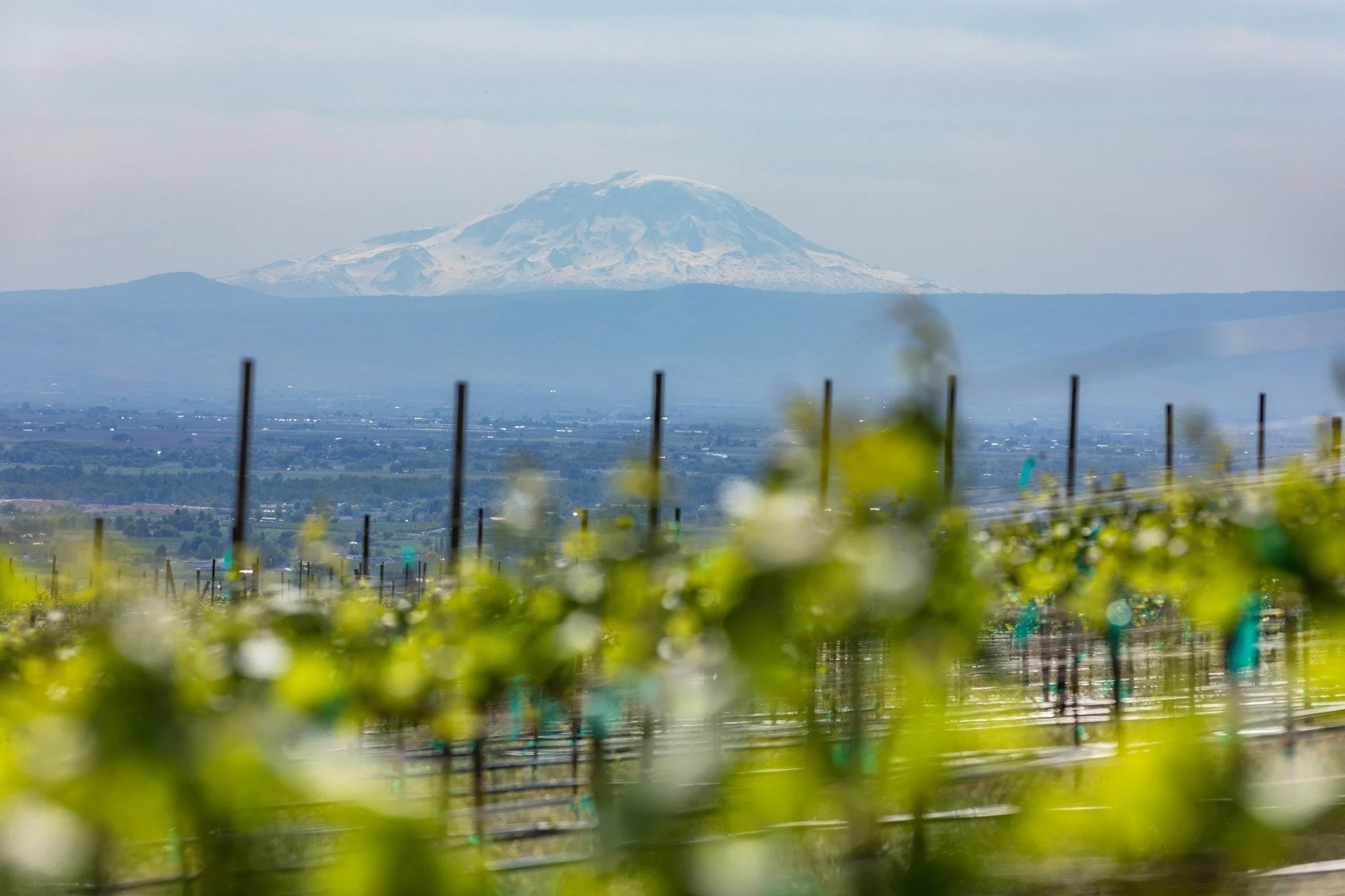 Mount Rainier overlooks our Zillah Vineyard, where cool nights and rocky soils create the signature acidity and complexity of our Sauvignon Blanc.

#EstateGrown #SauvBlanc #WhiteWine #SustainablyMade  #MountRainier #RattlesnakeHills #ZillahVineyard #
