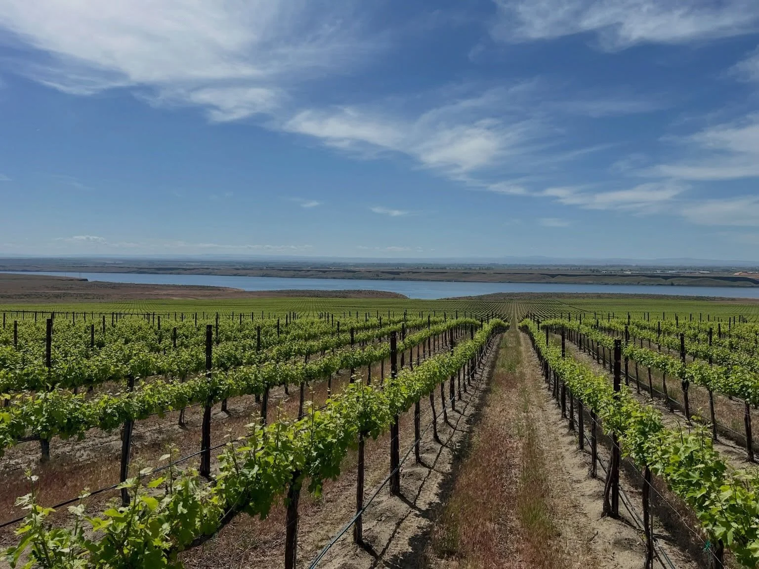 Great wine begins with thoughtful farming.

Every decision we make in the vineyard is rooted in long-term stewardship, helping us grow exceptional fruit while caring for the land that makes it possible.

Good wine. Grown responsibly.

#SustainableWin