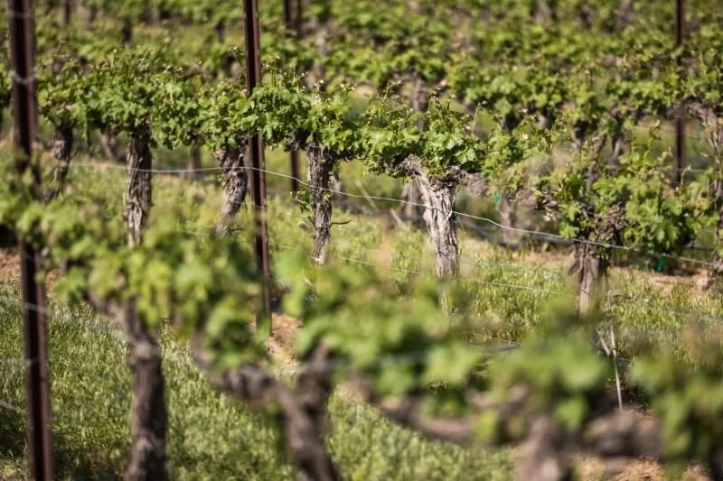 Vineyard with grapevines growing in rows supported by trellises.