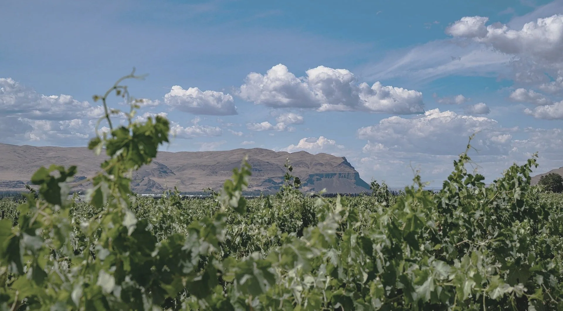 A vineyard with green grapevines in the foreground and mountainous terrain in the background under a partly cloudy sky.