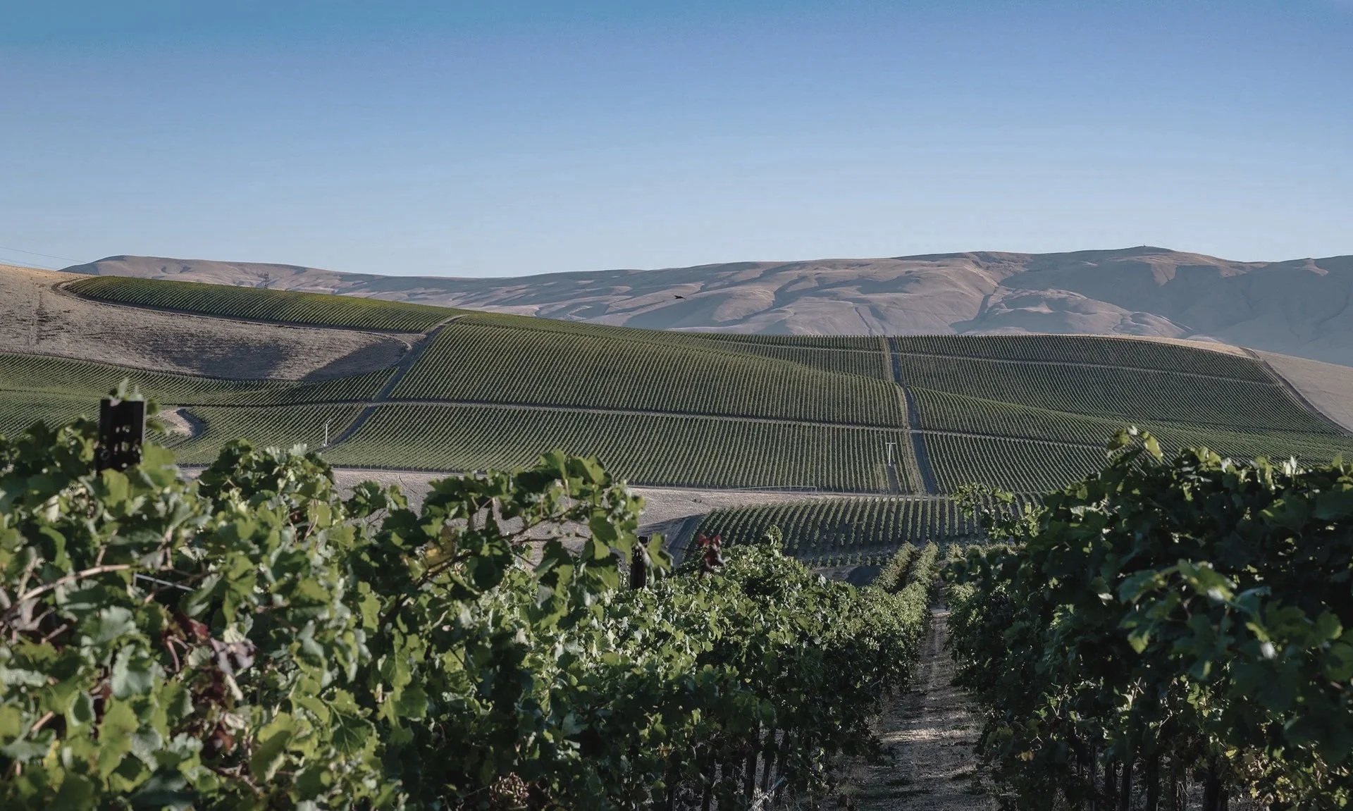 Vineyard fields on rolling hills with mountains in the background under a clear blue sky.